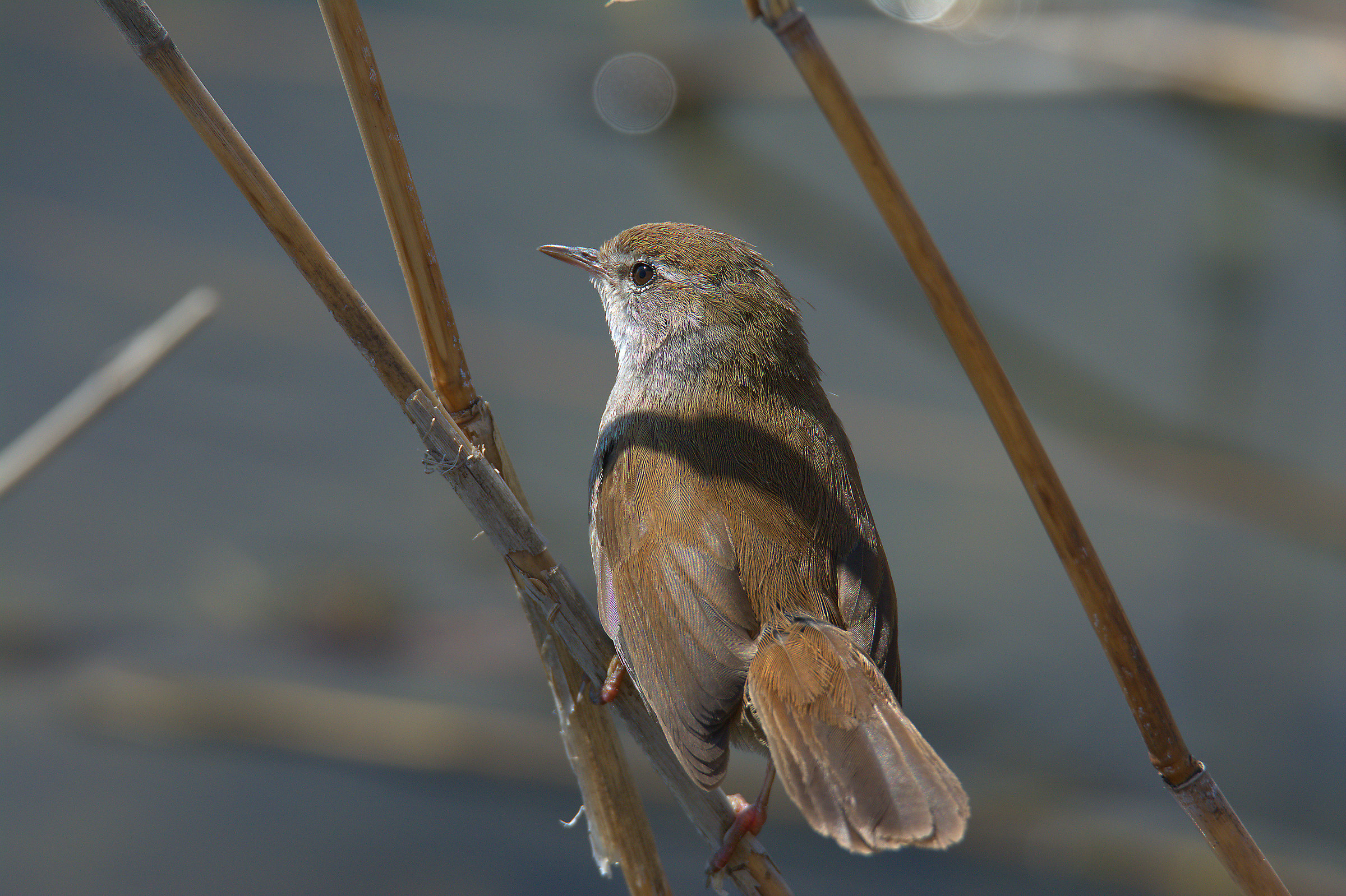 Cetti's Warbler