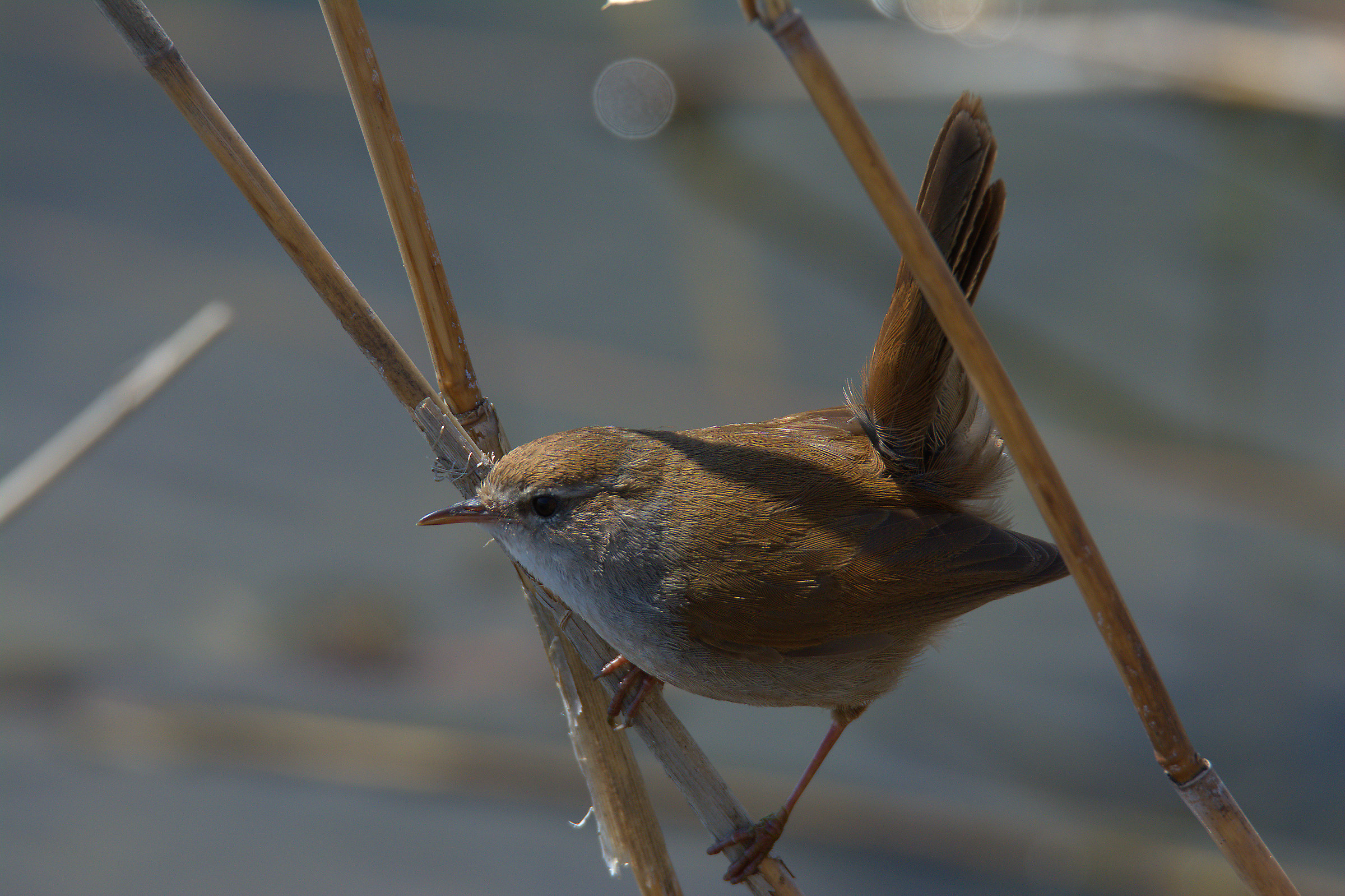 Cetti's Warbler