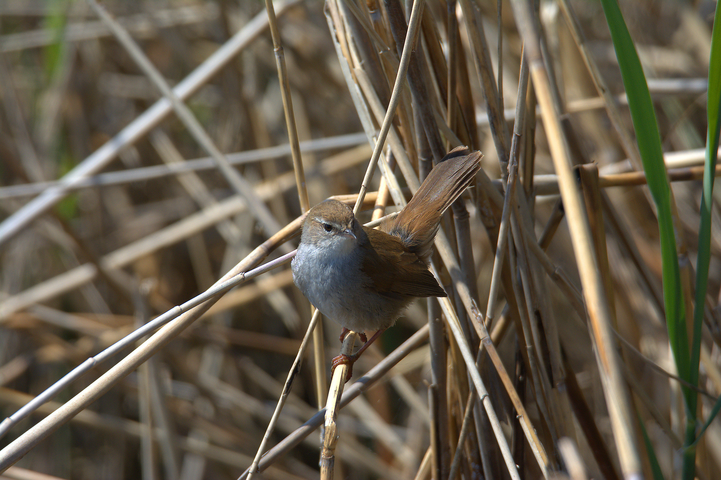 Cetti's Warbler