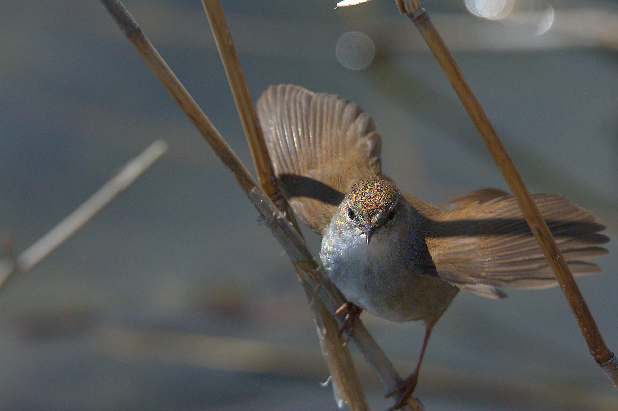 Cetti's Warbler