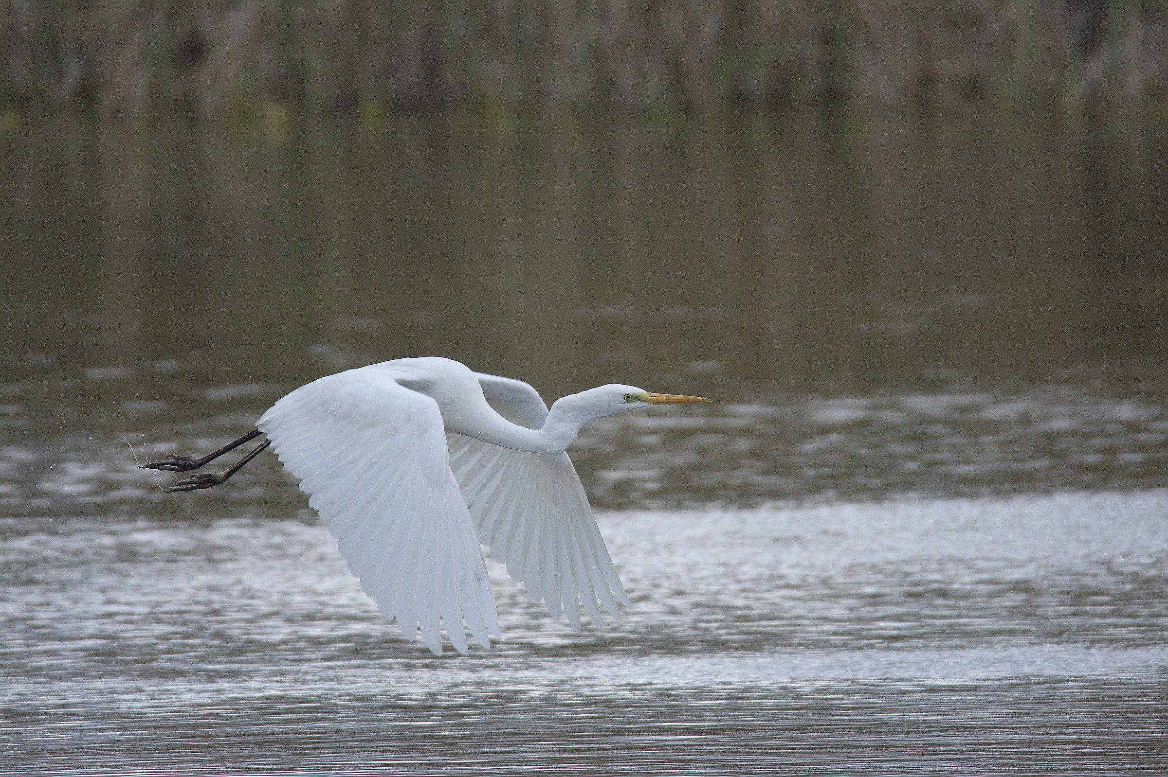 Great Egret