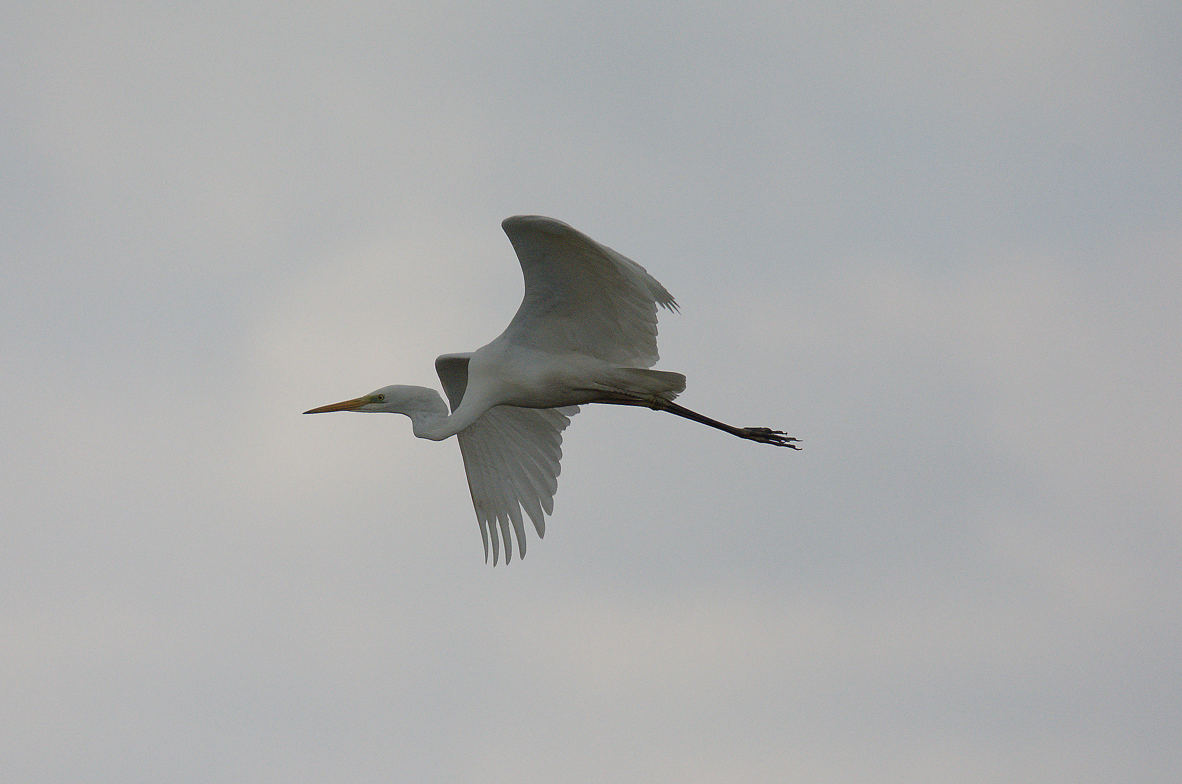 Great Egret