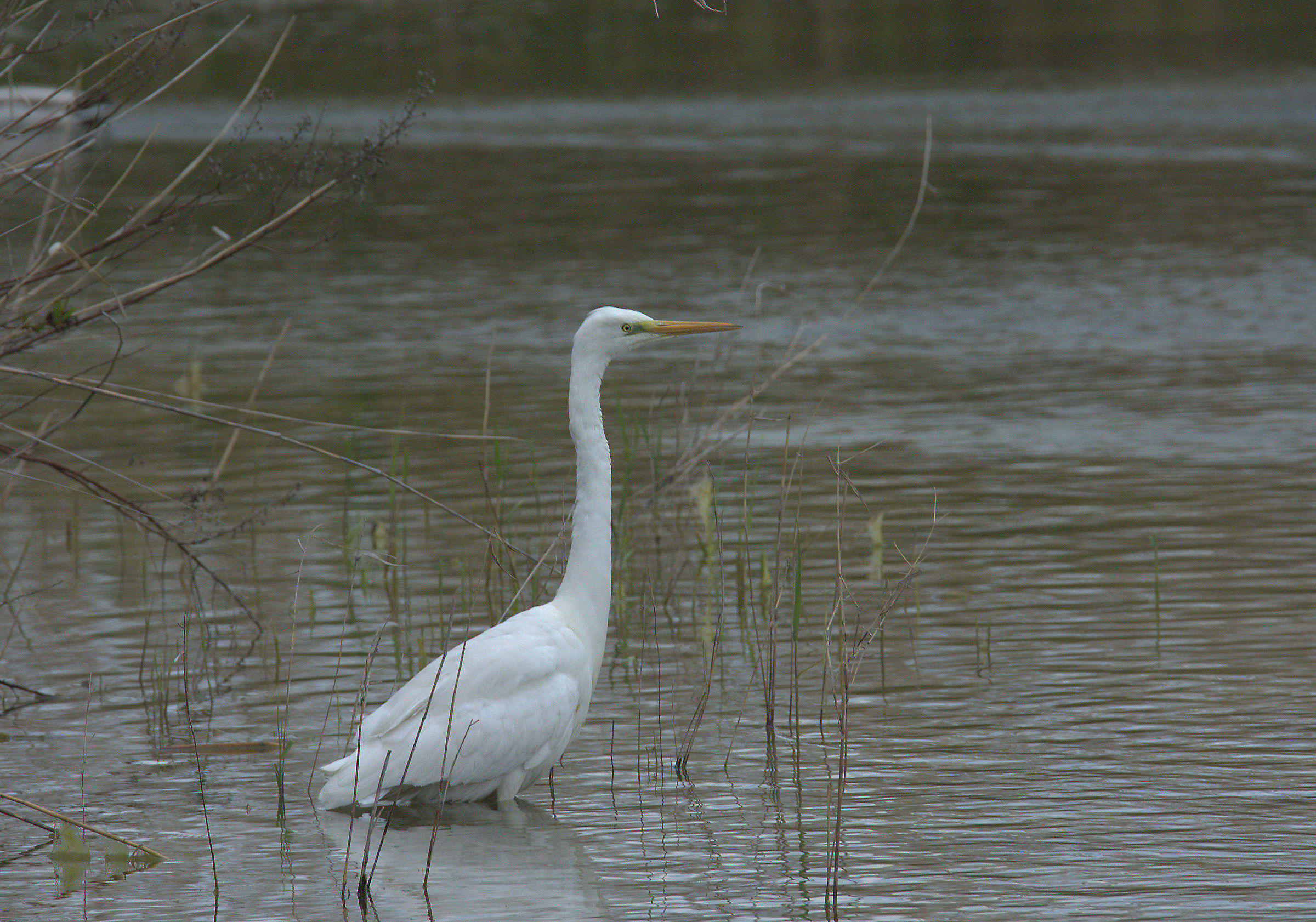 Great Egret