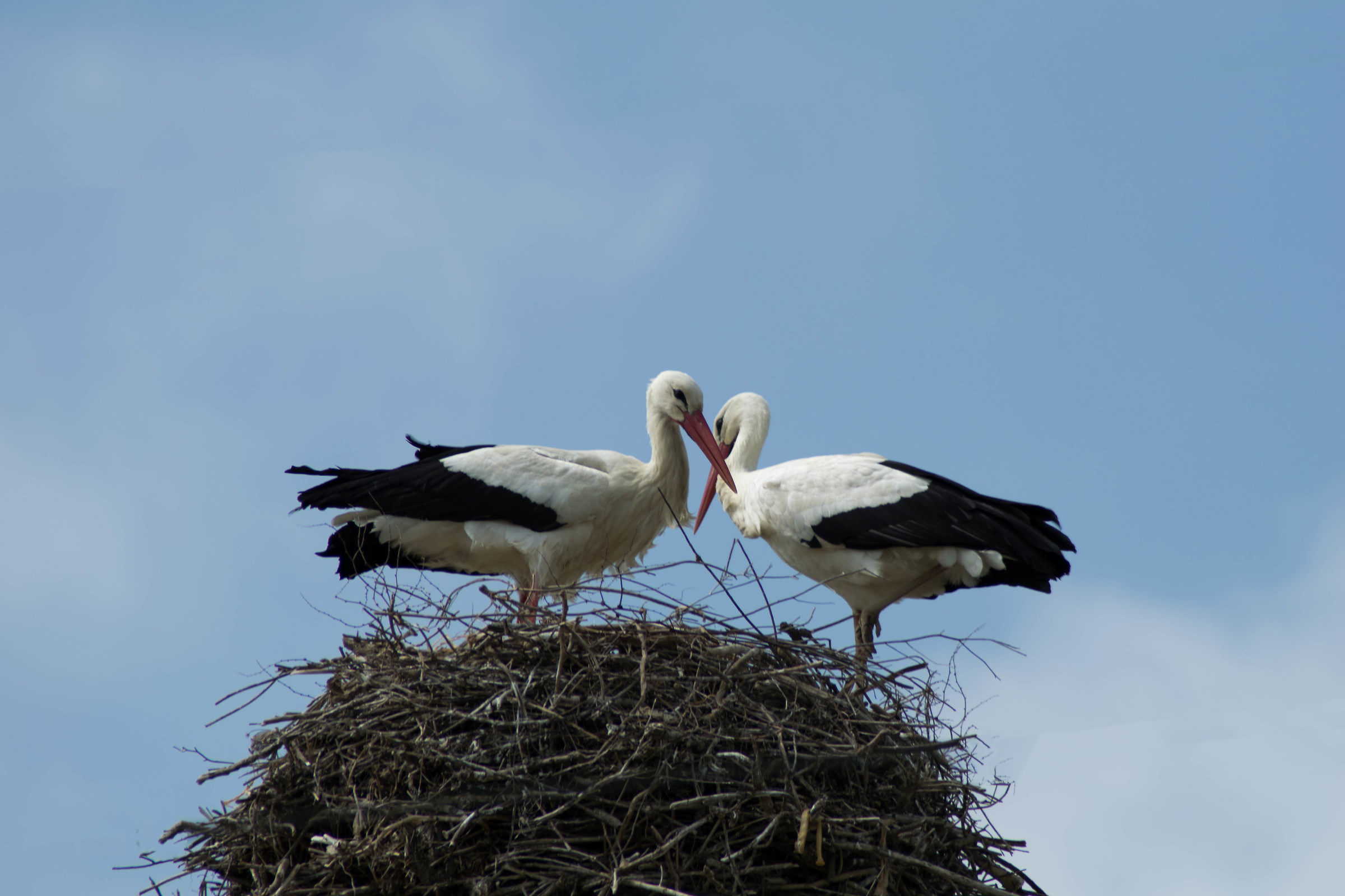 Coppia di Cicogne bianche