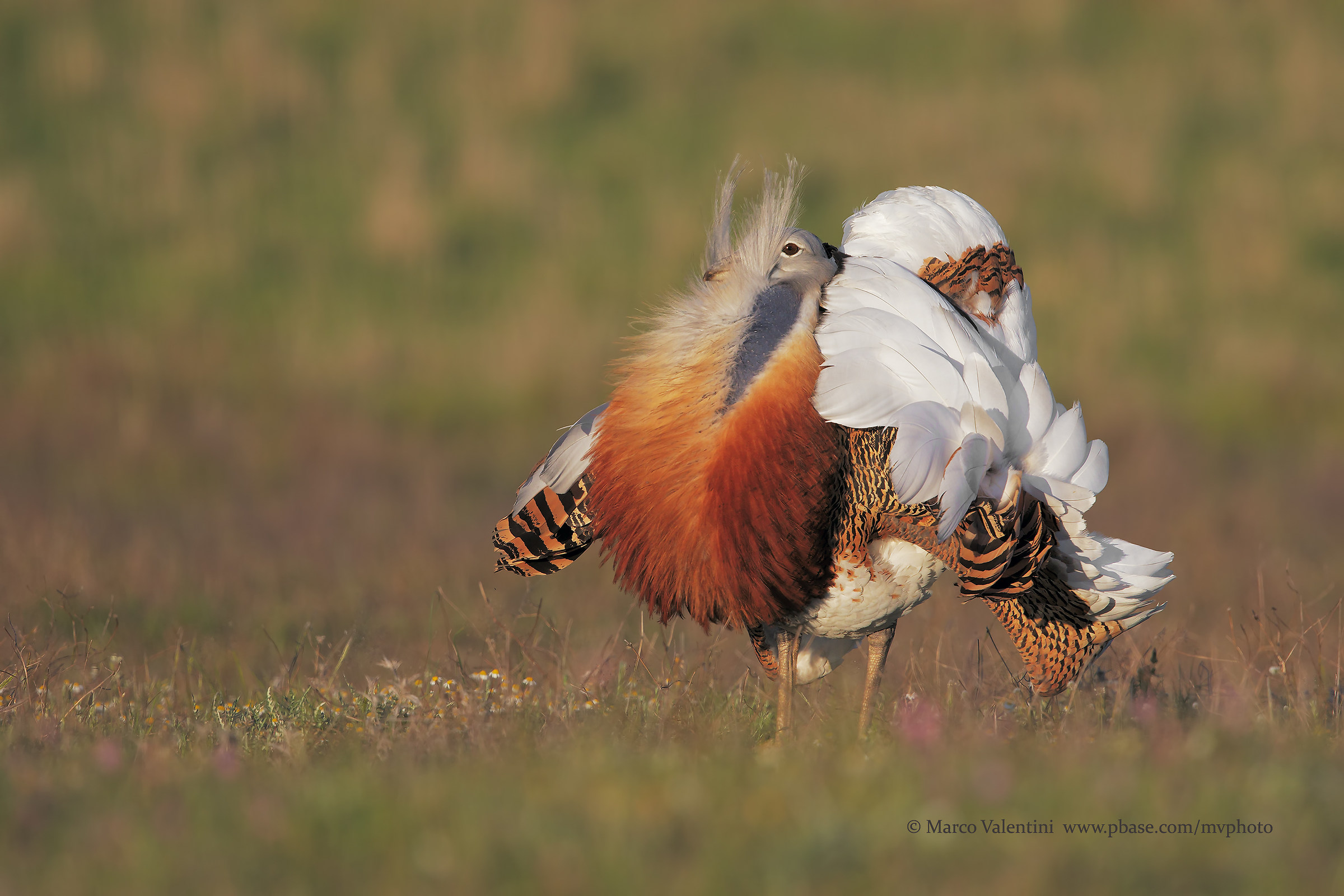 Bustard Full display