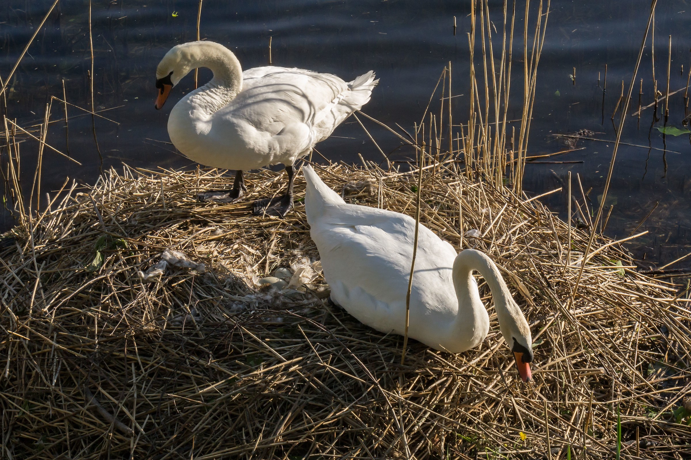 Coppia di Cigni nel nido - 1