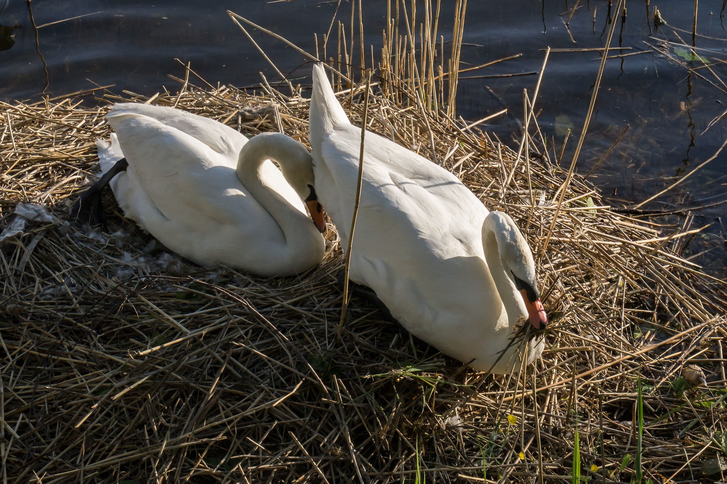Pair of swans in the nest - 2