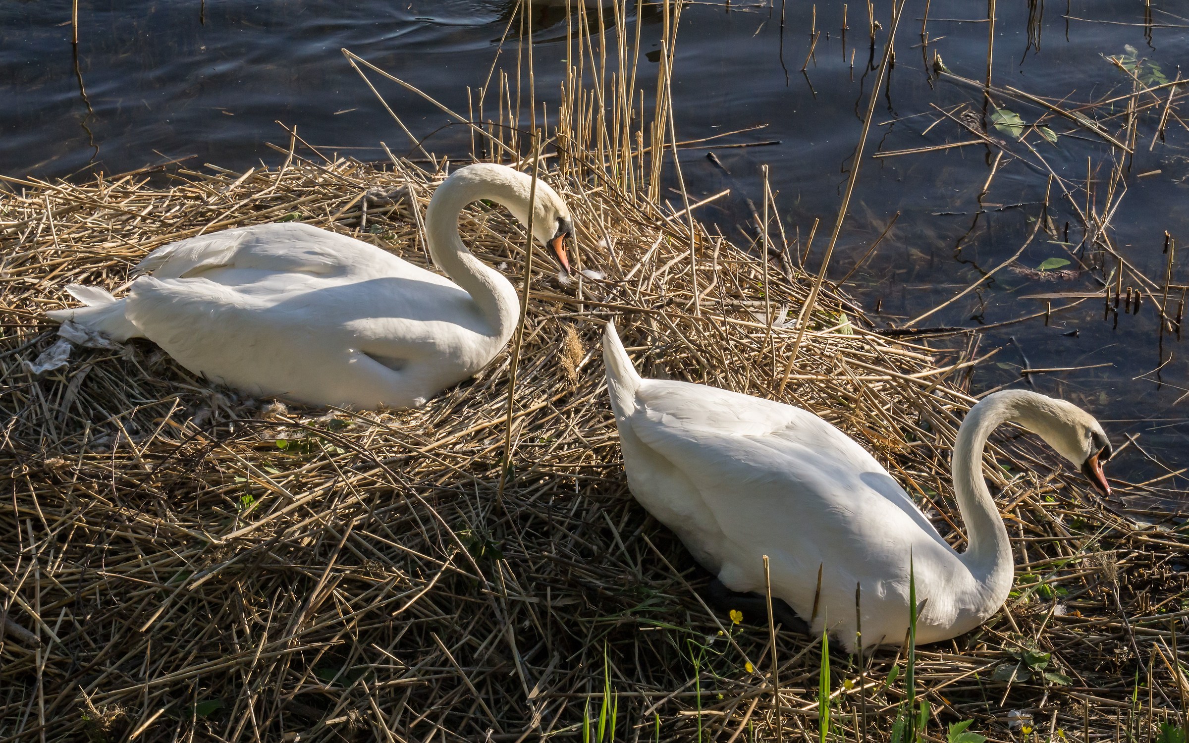 Pair of swans in the nest - 3