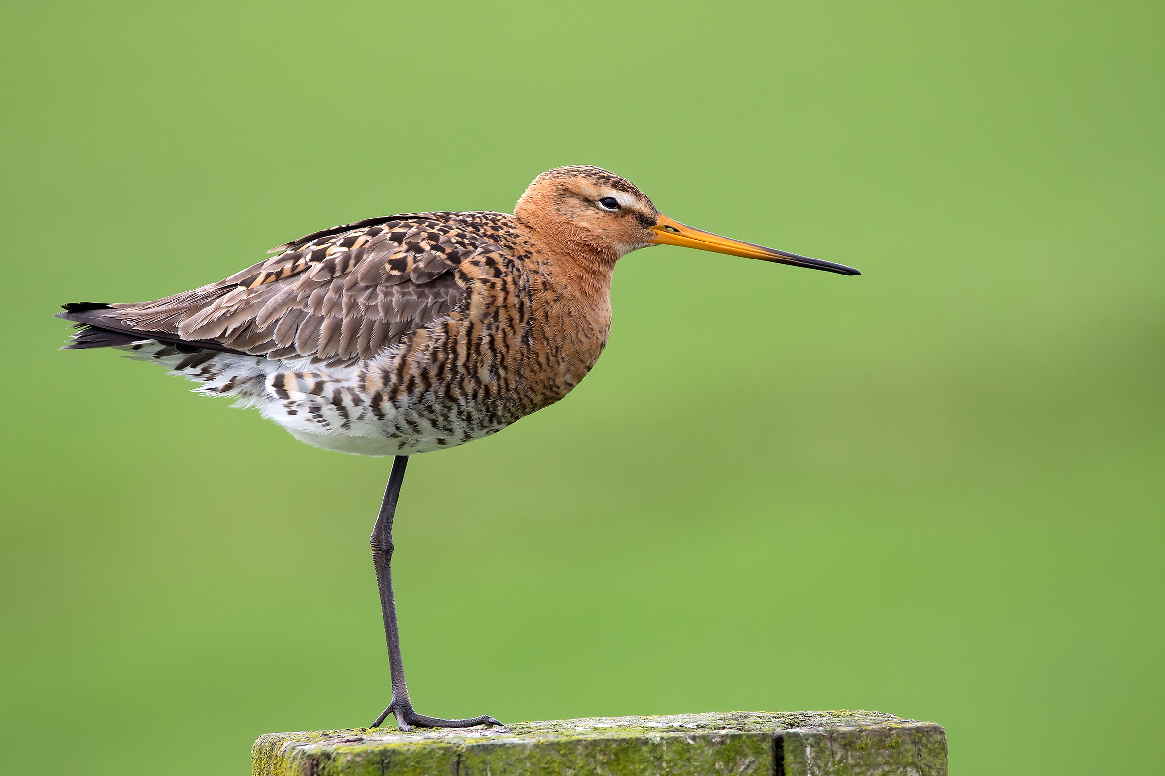 Il mio primo Pittima con il Sigma 150-600