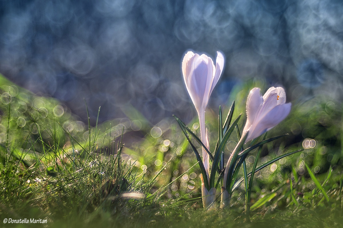 Between earth and sky