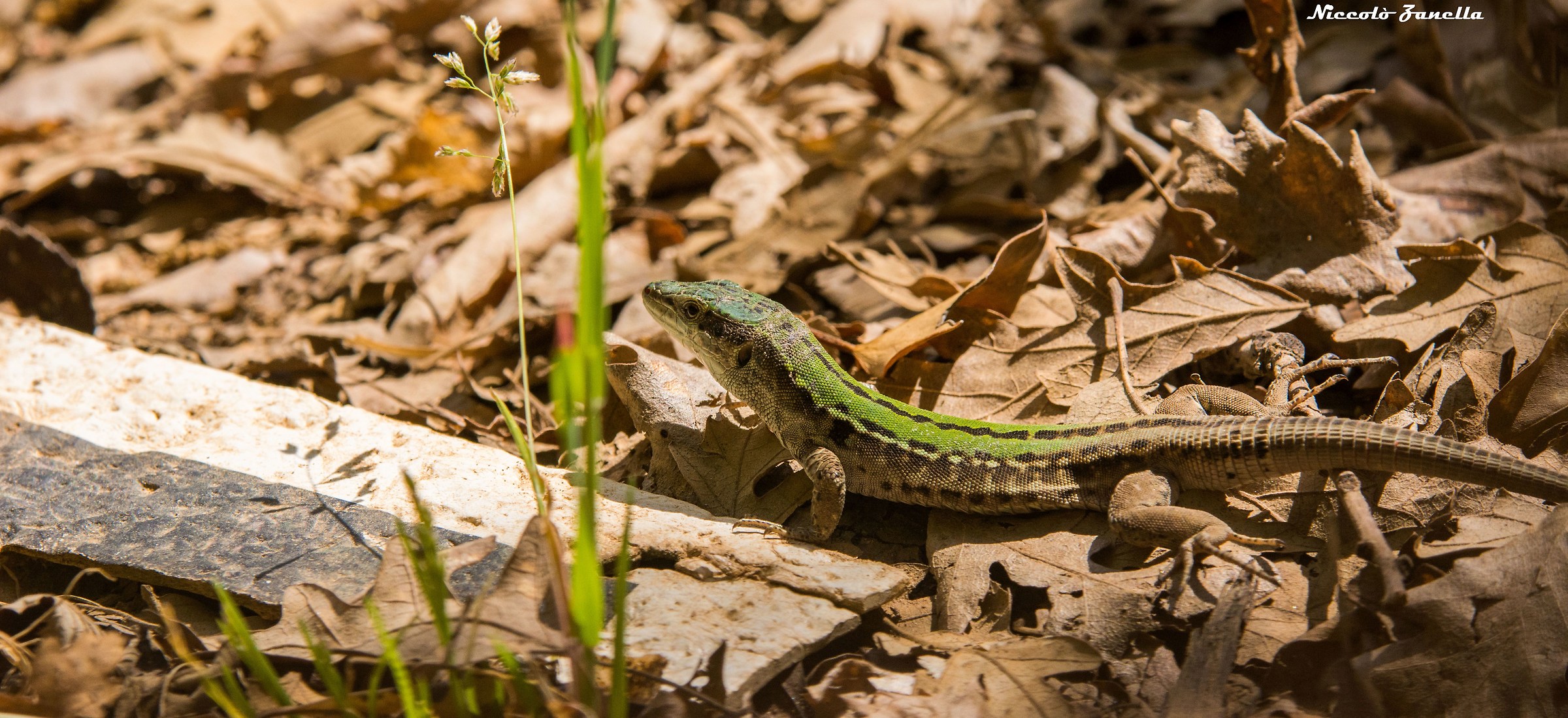 Lucertola tra le foglie