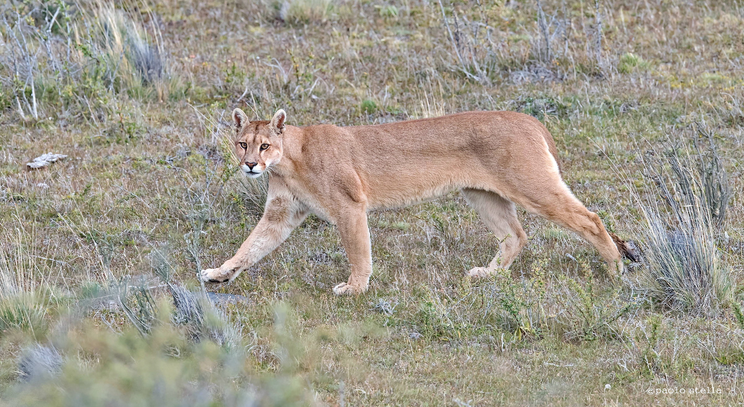 Mountain Lion