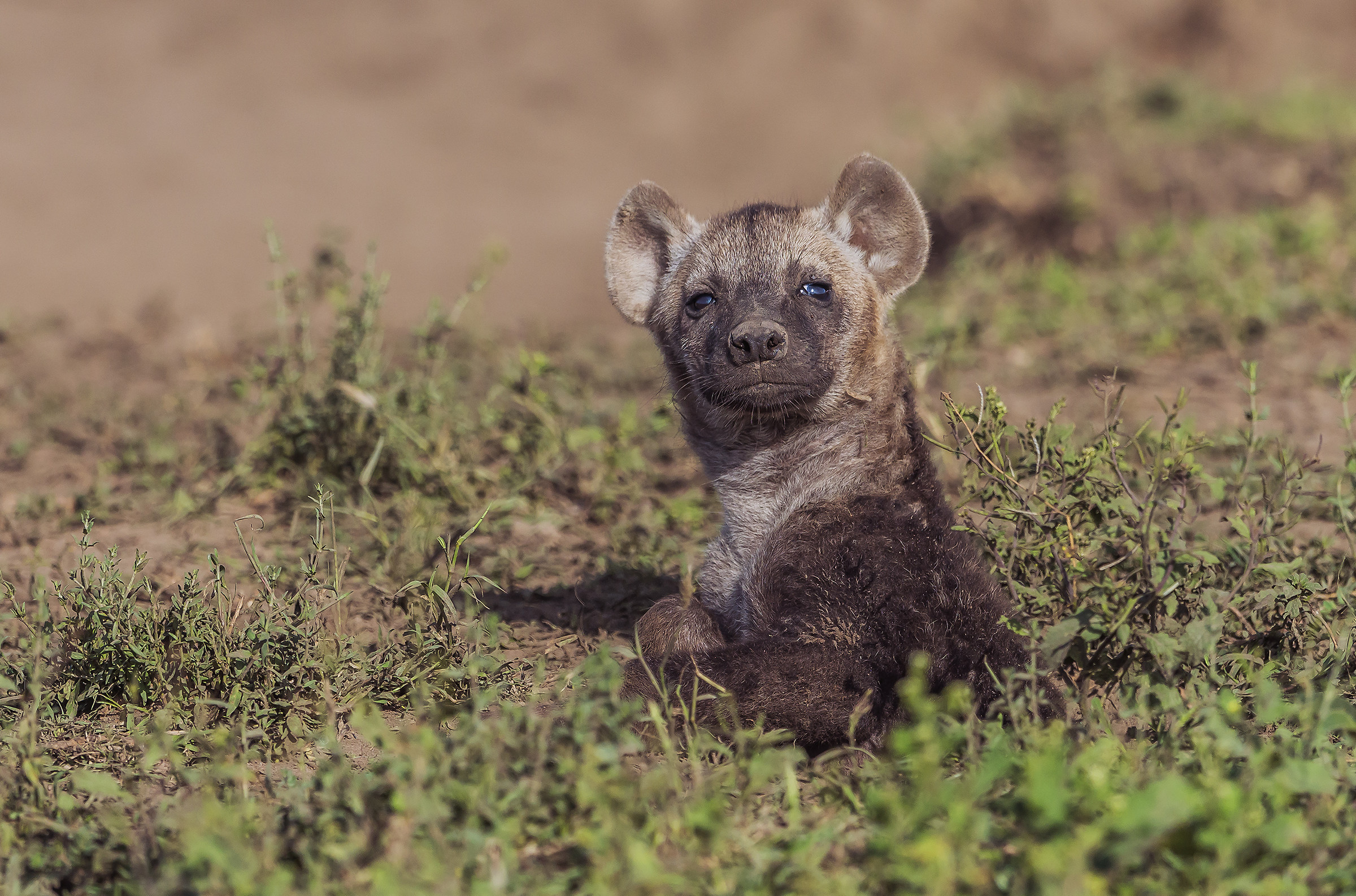 Tanzania 2017 - Il cucciolo nella tana