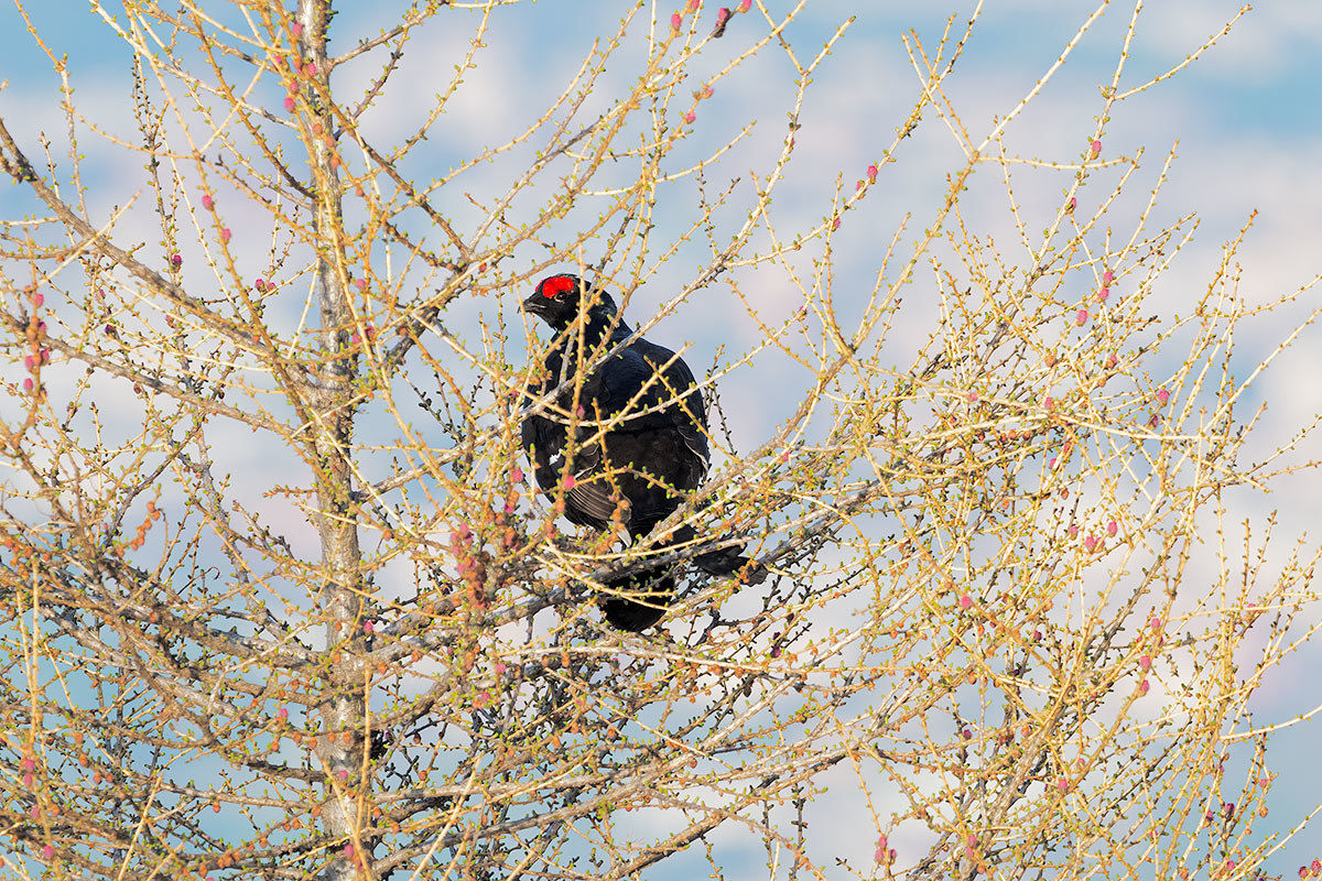 The rest of the rooster