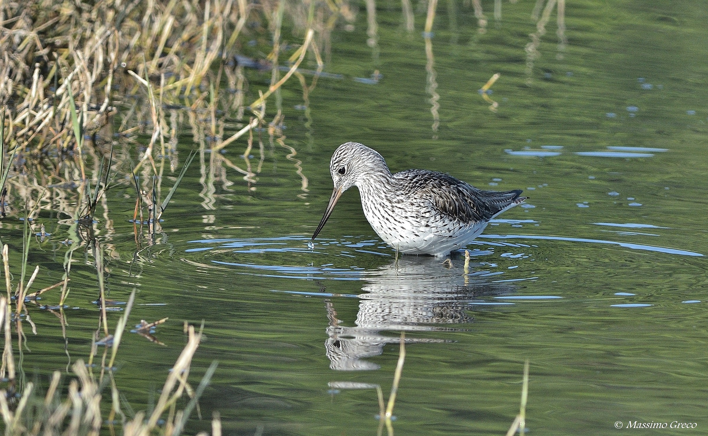 Pantana (Tringa nebularia)