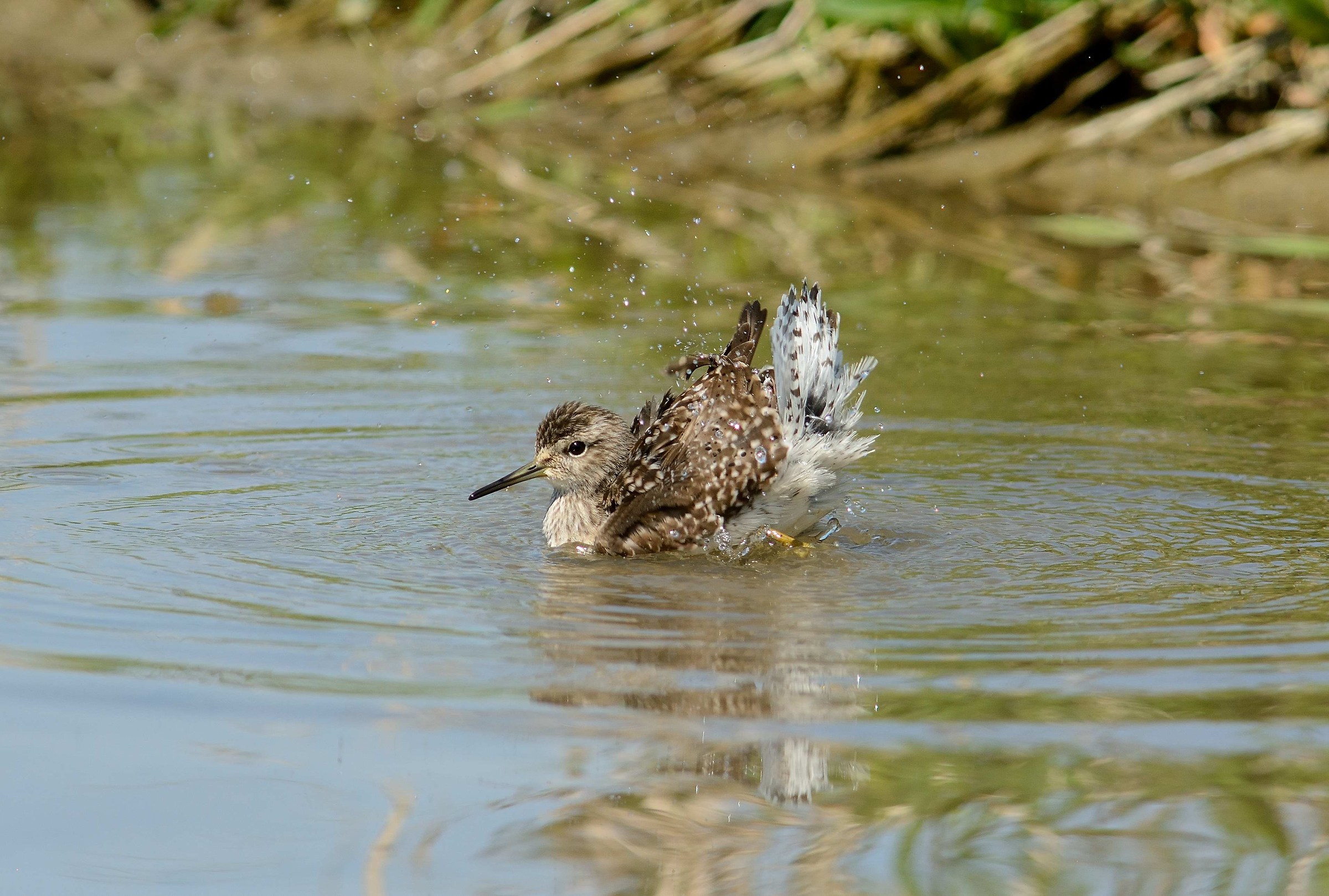 Wood Sandpiper