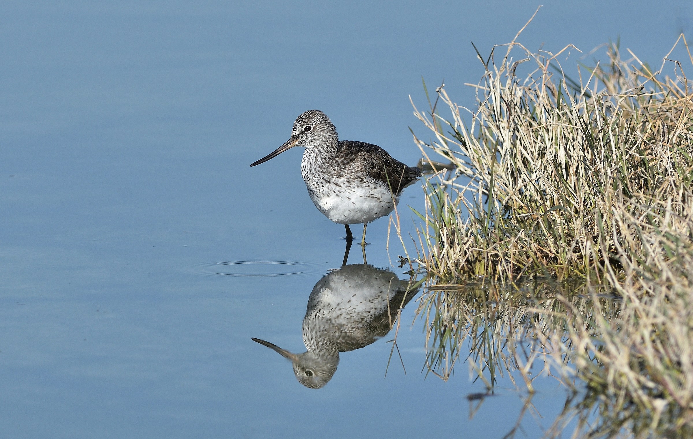 Greenshank (Tringa nebularia)