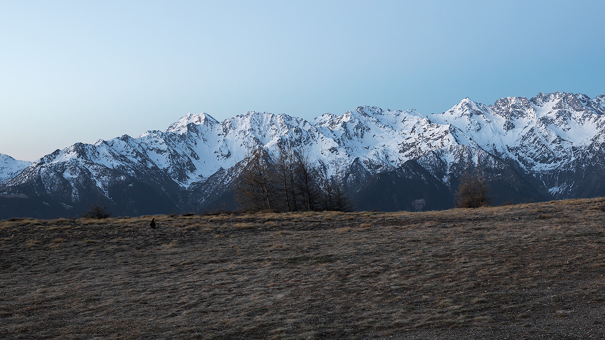 The scene of the cock