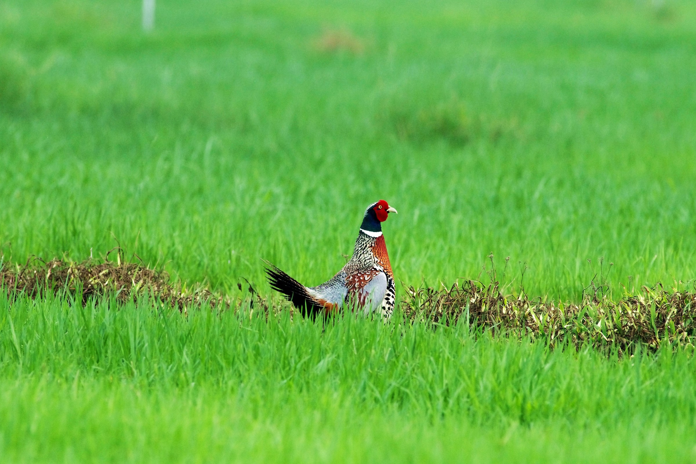 Ring-necked Pheasant/Common Pheasant