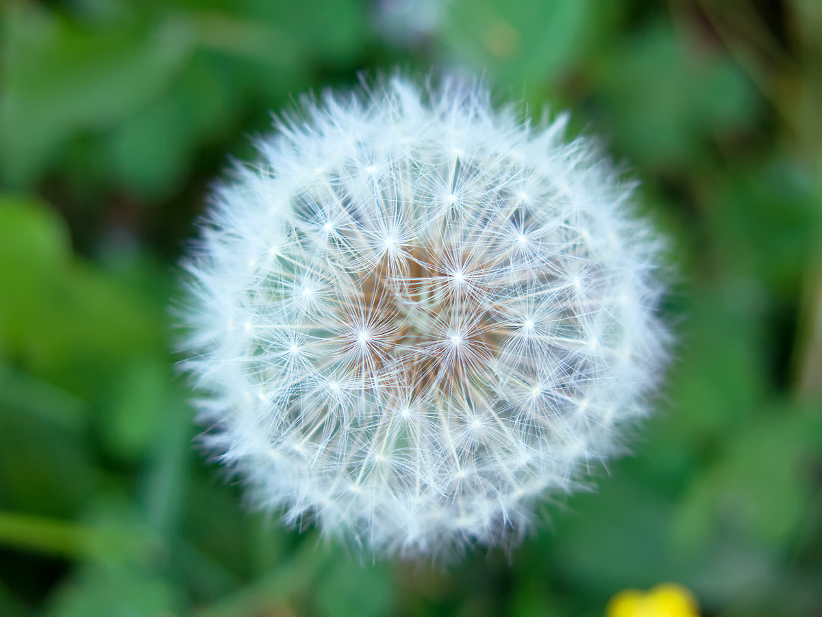 Dandelion