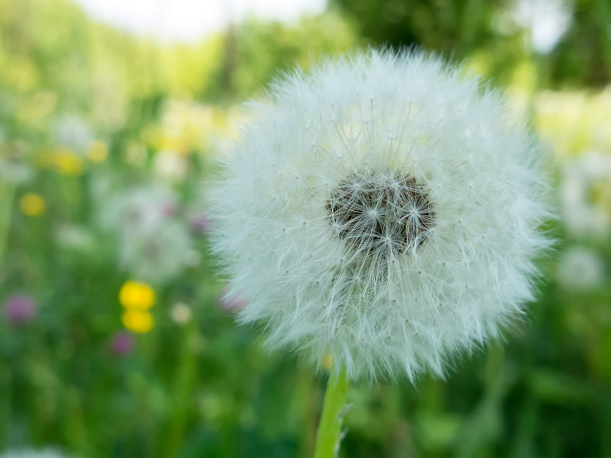 Dandelion and the colors of spring