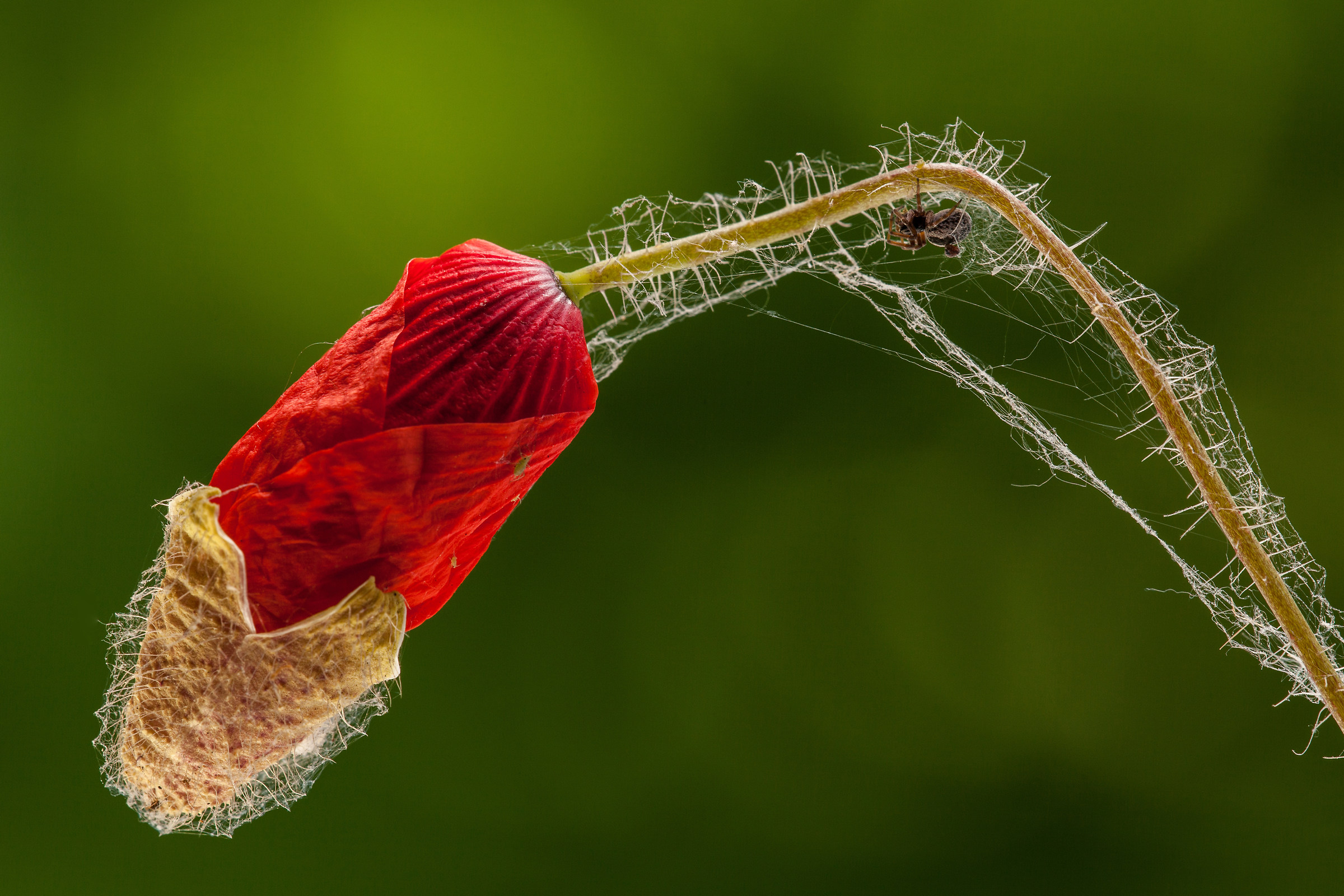 a bocca chiusa(non si pigliano mosche)