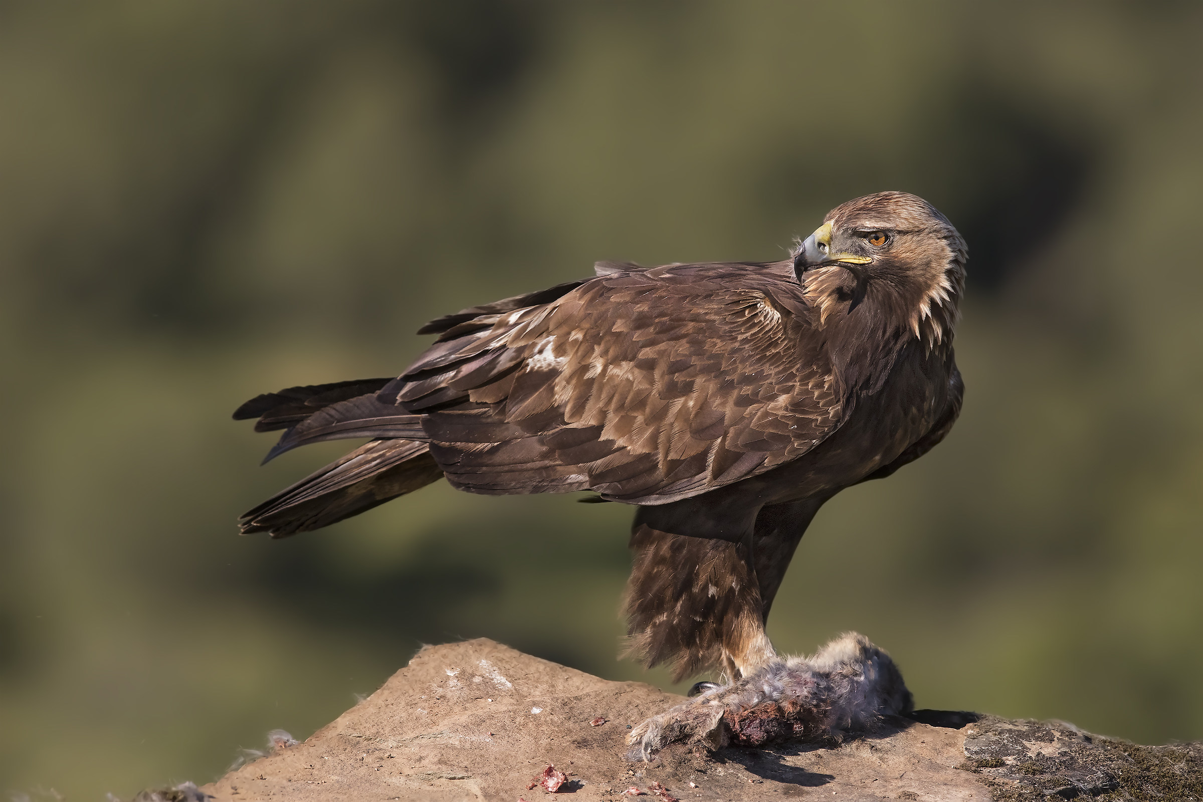 aquila reale(aquila crysaetos) andalusia 2017