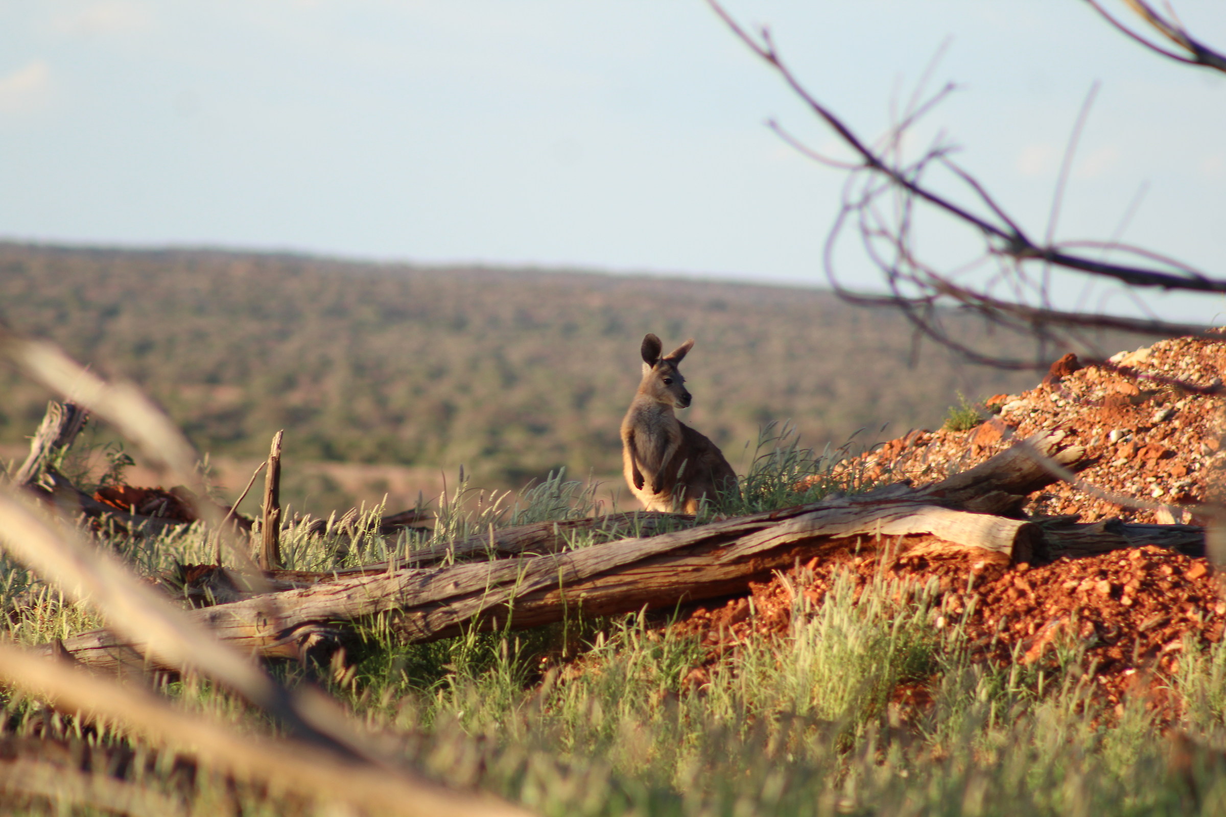 Ho qualcosa nell'orecchio...