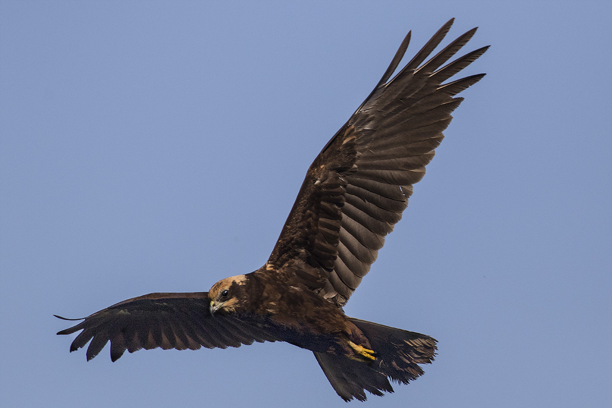 Marsh Harrier