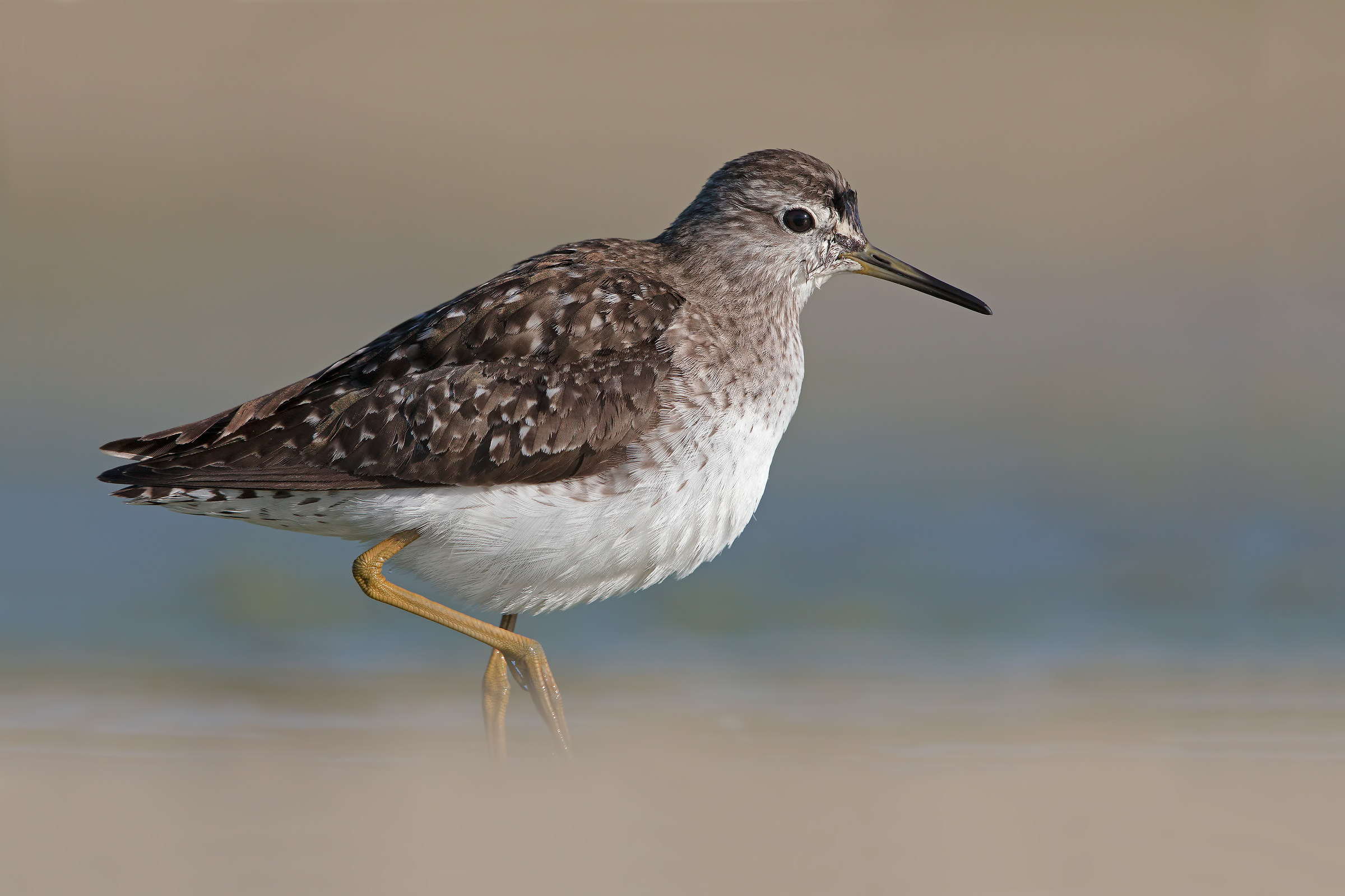 Magno chiama, Bob risponde ( 4k )