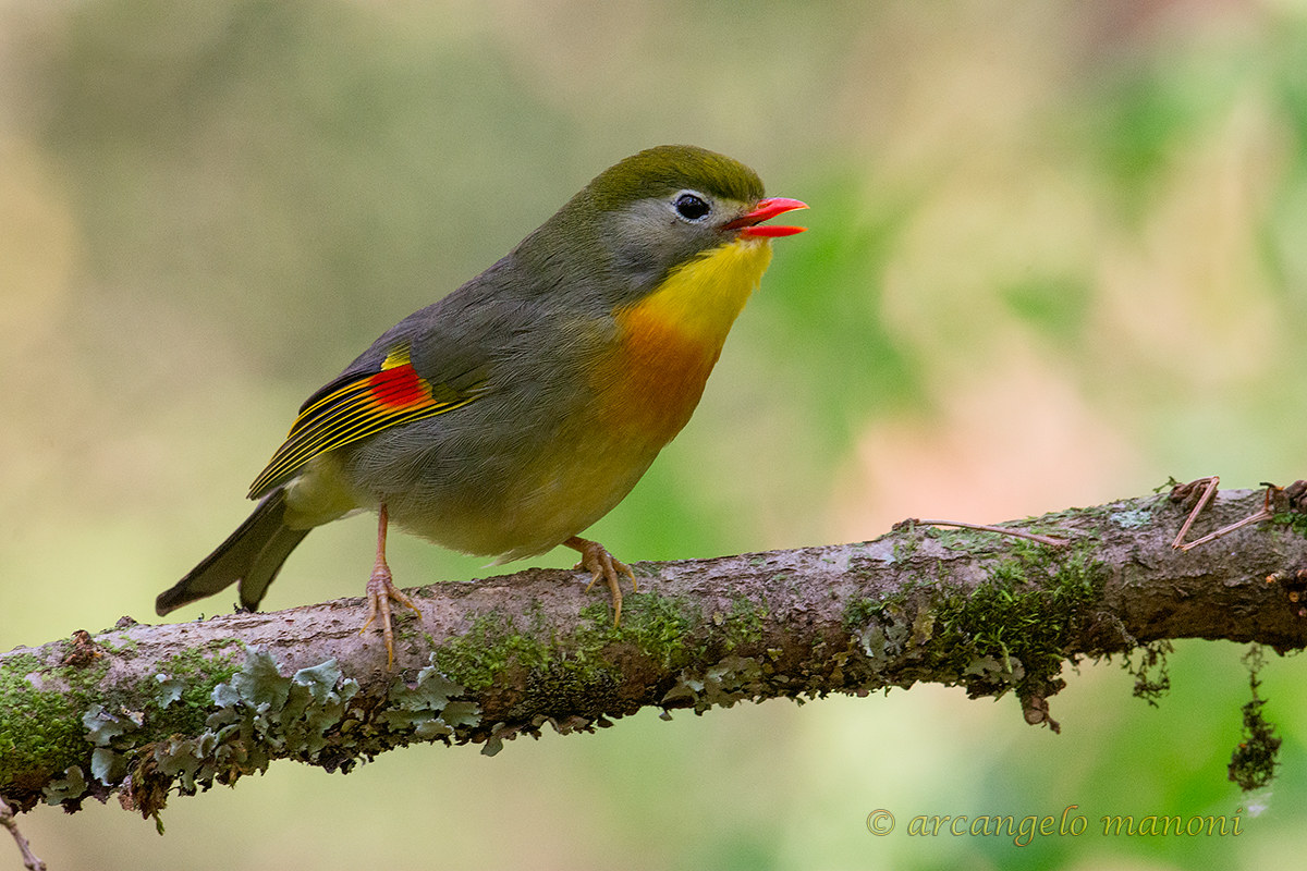 Il canto dell'usignolo del giappone