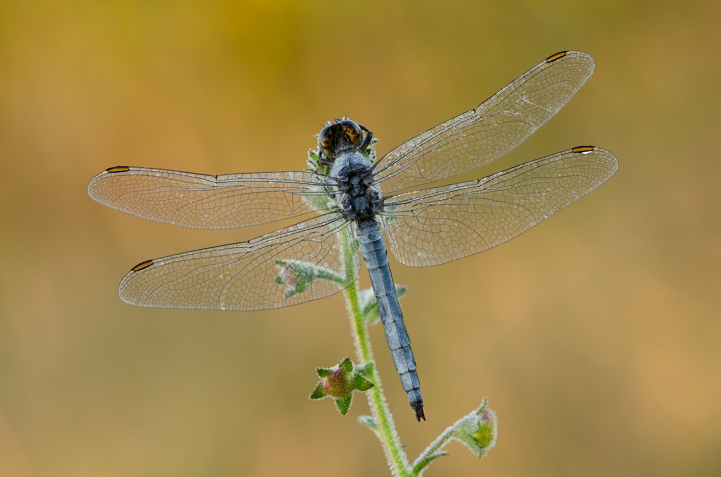 Orthetrum coerulescens