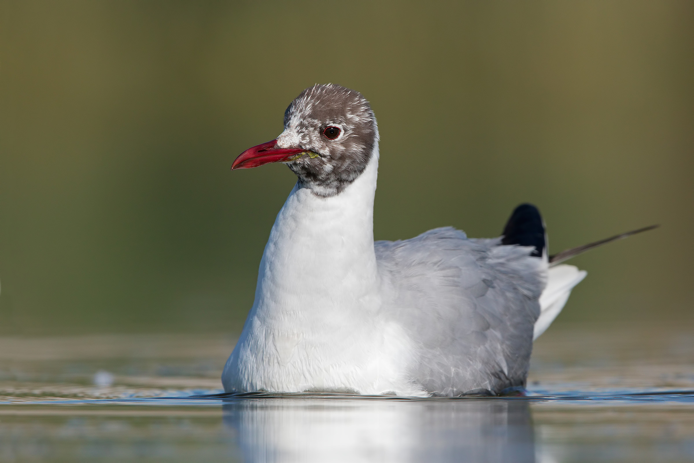 Headed Gull