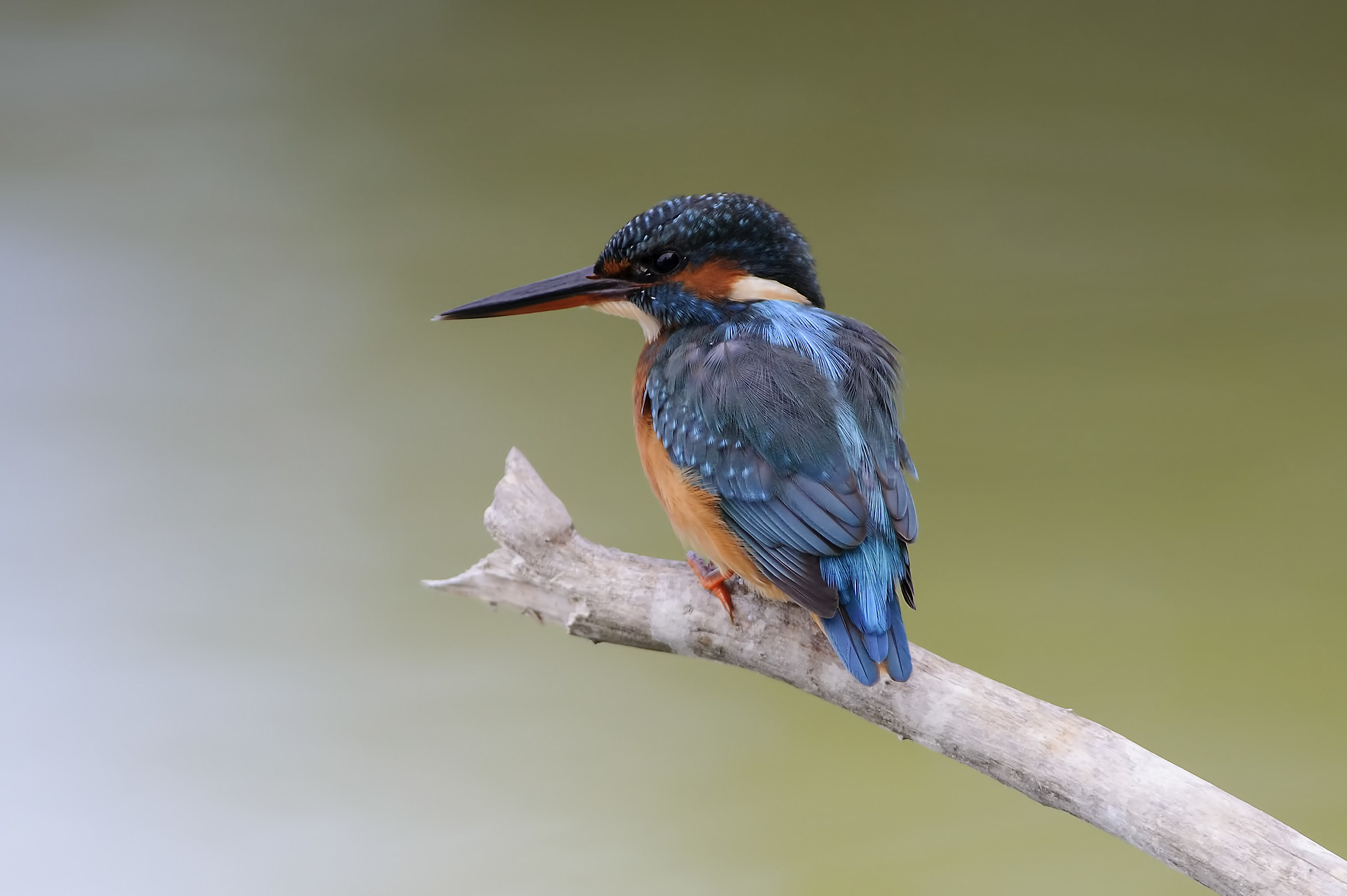Kingfisher