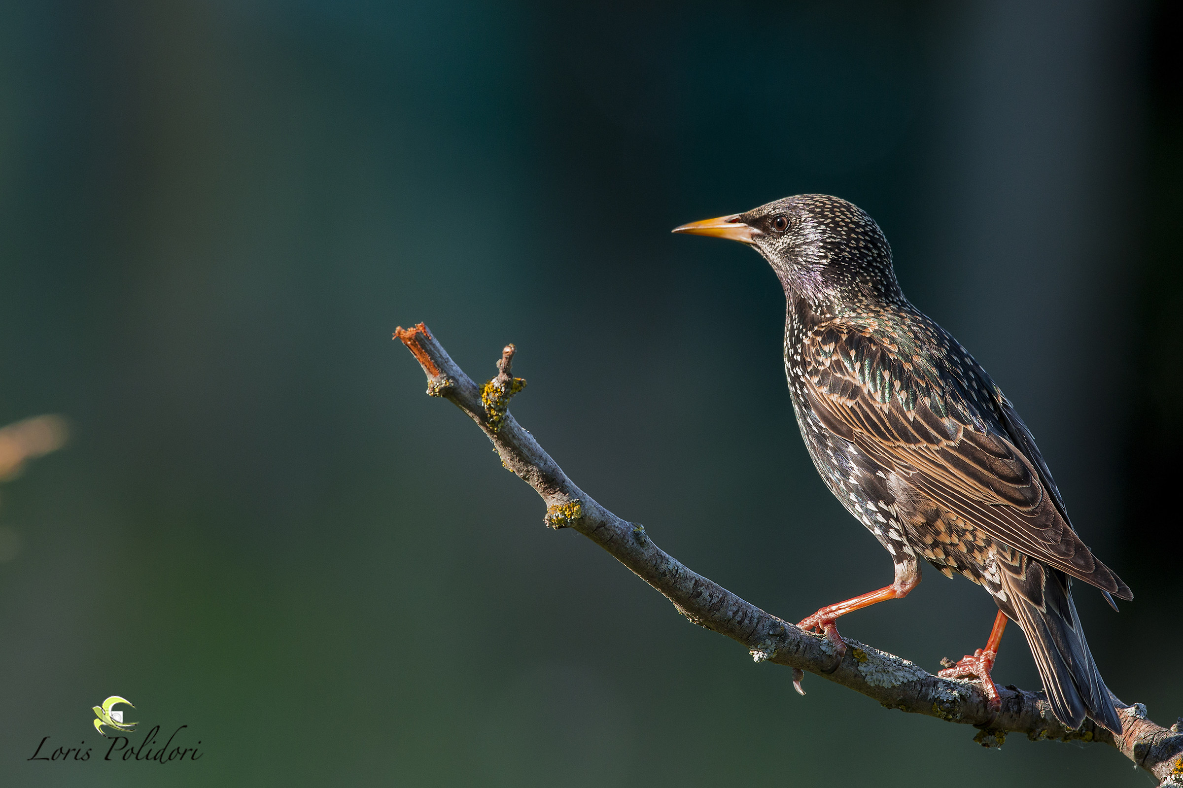 a starling