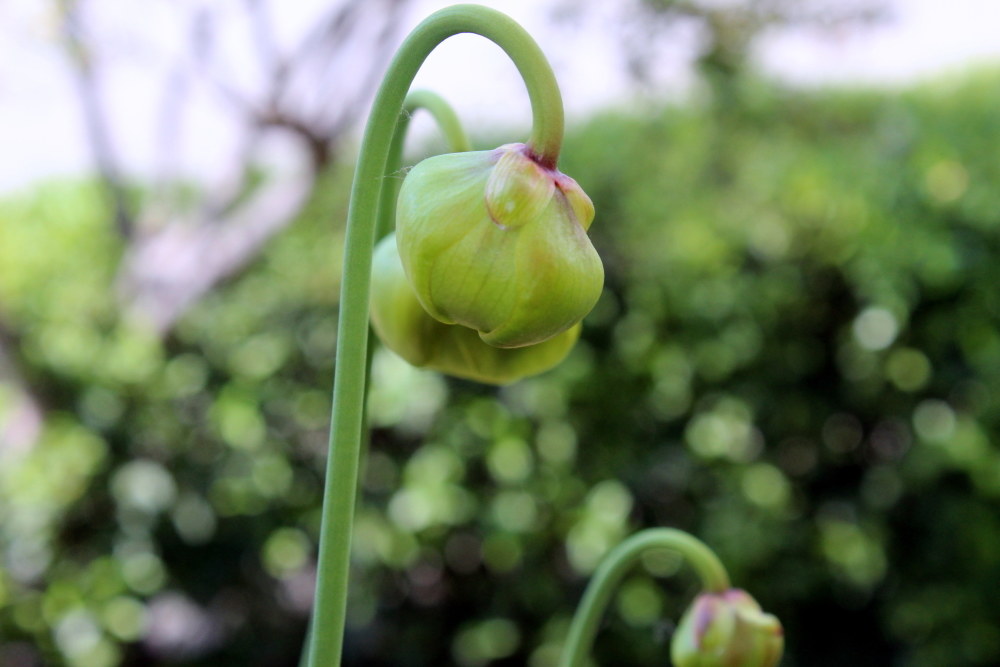 la morte si fa bella