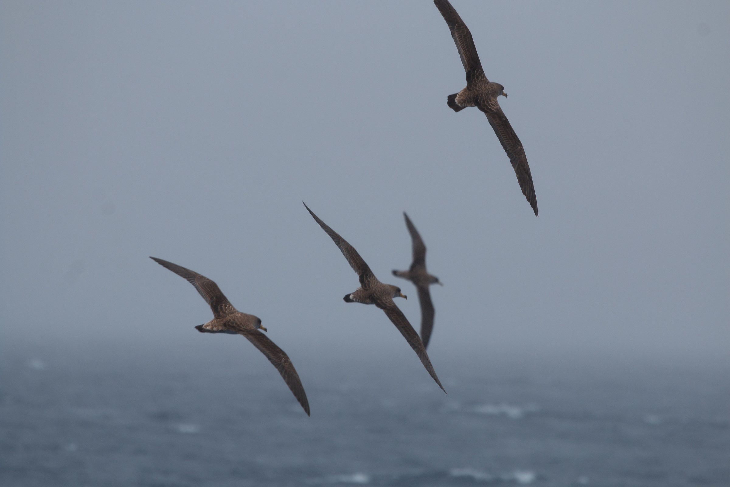Berte in volo (Azzorre)