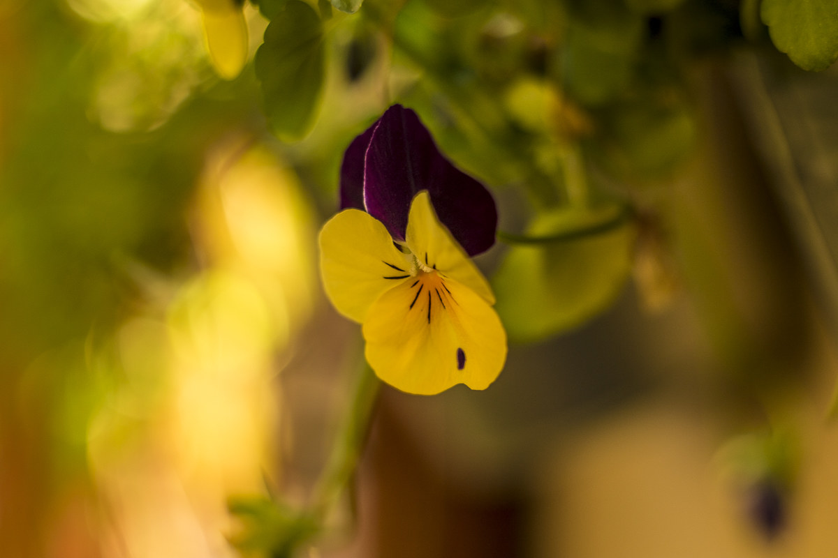 Pentacon magical-flowers