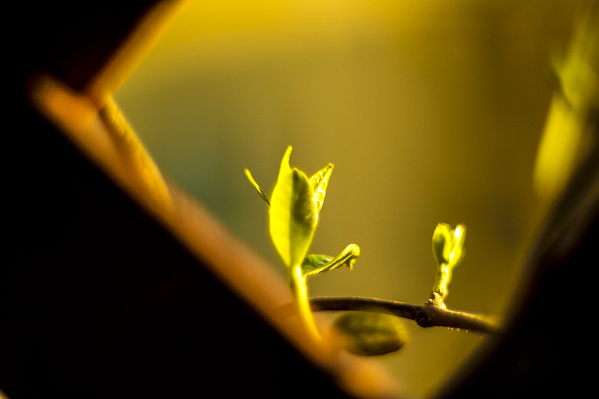 Pentacon magic - shoots