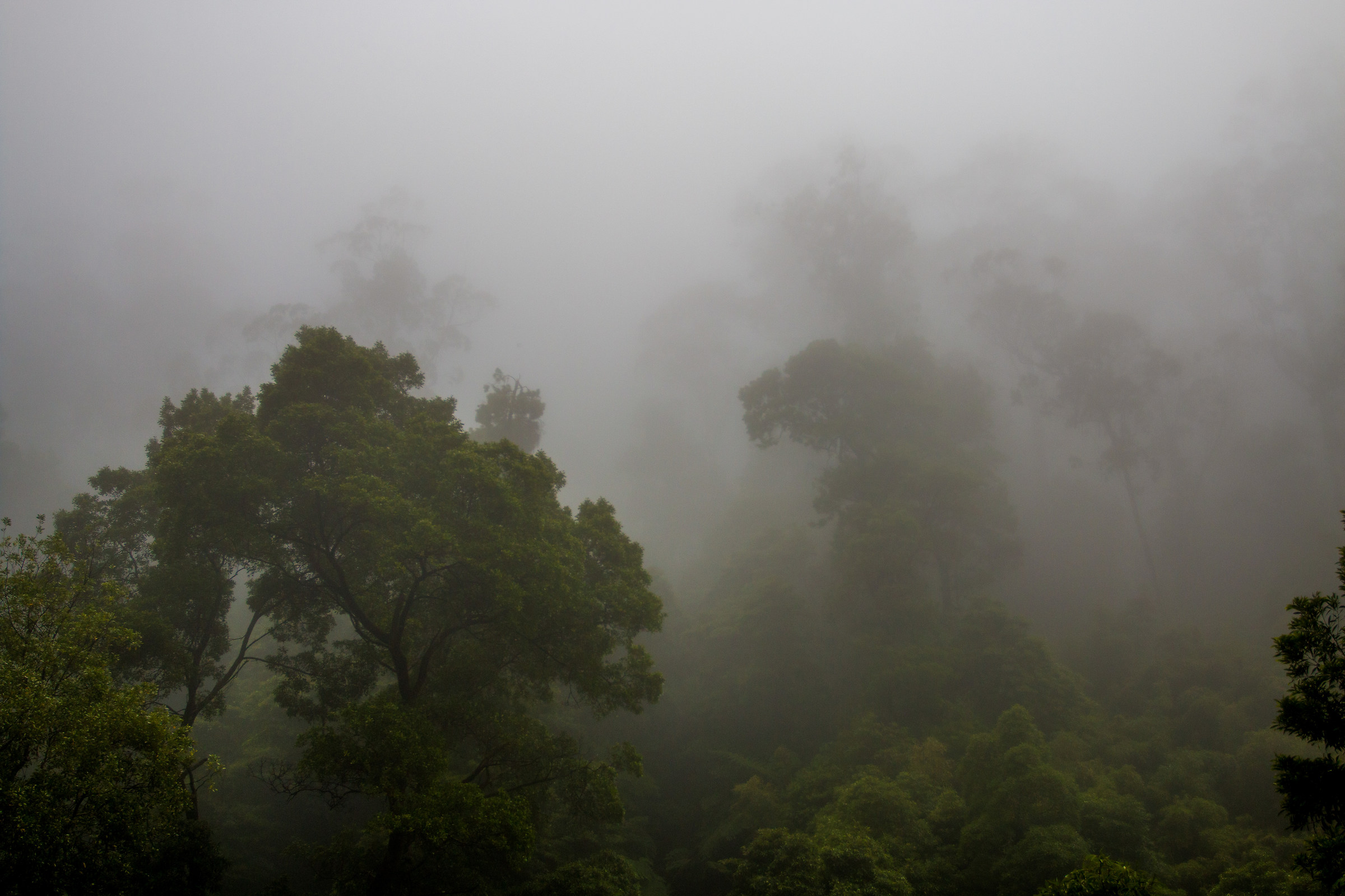 Giganti nella nebbia
