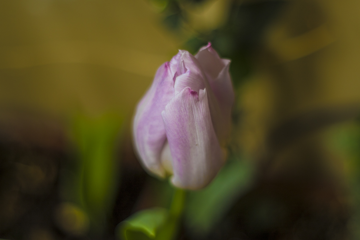 Pentacon magic - Tulip