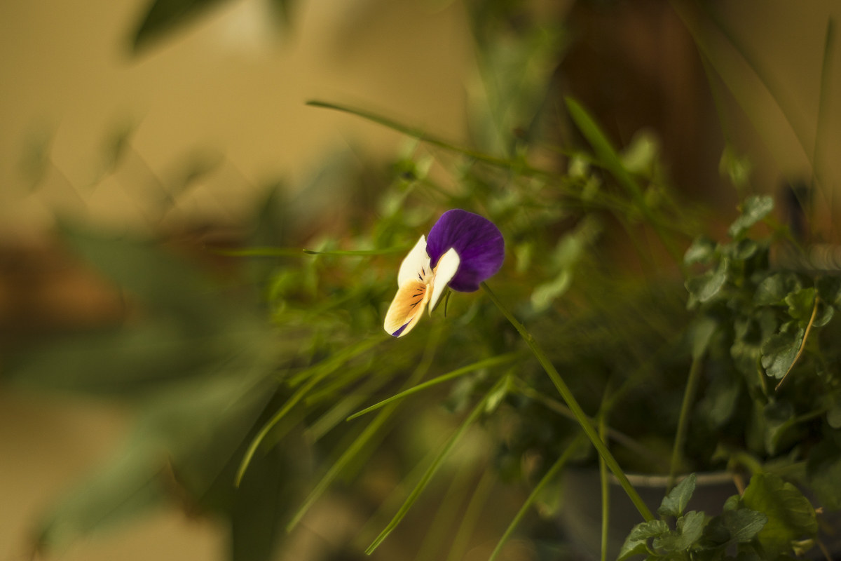 Pentacon magic - flower 2