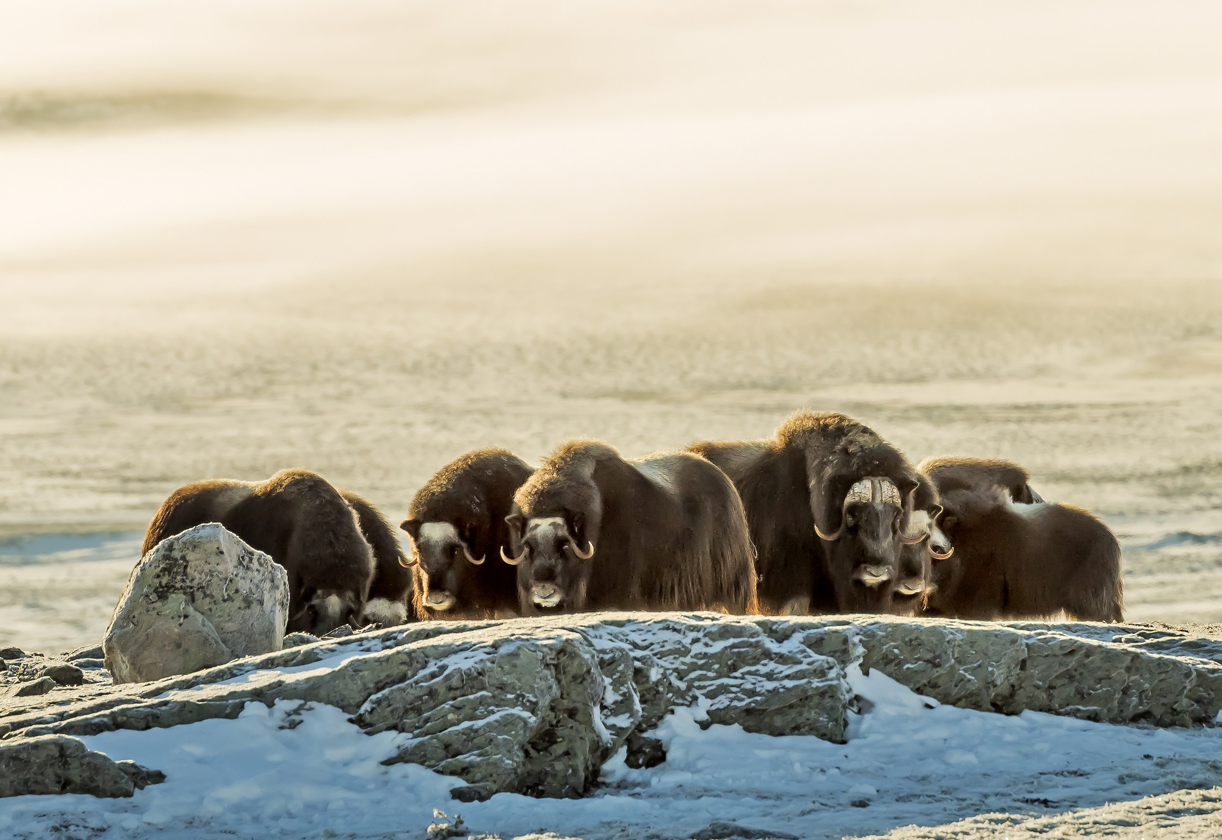 Dovrefjell 2017 - Musk ox, tra la nebbia e il gelo