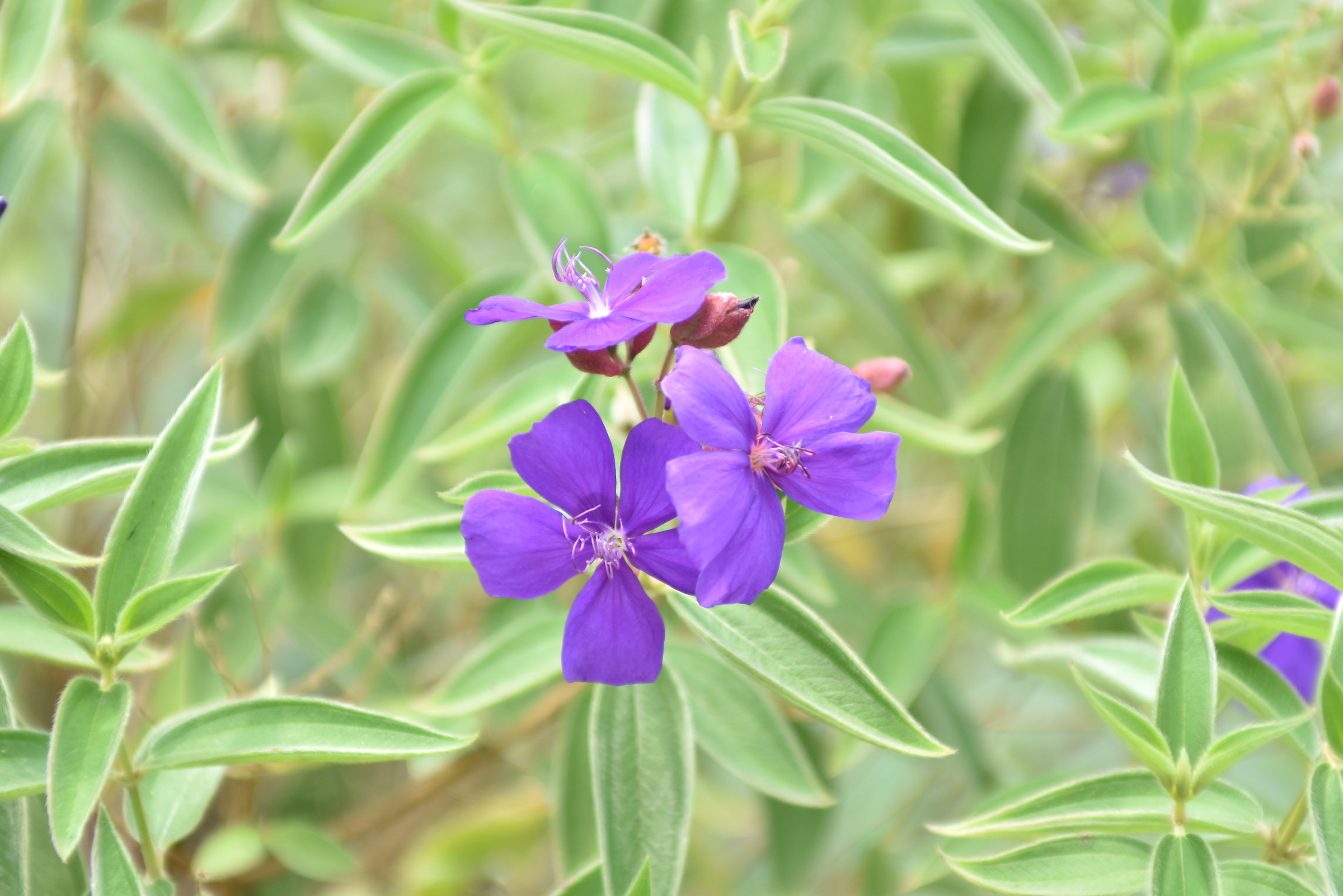 Flor Morada