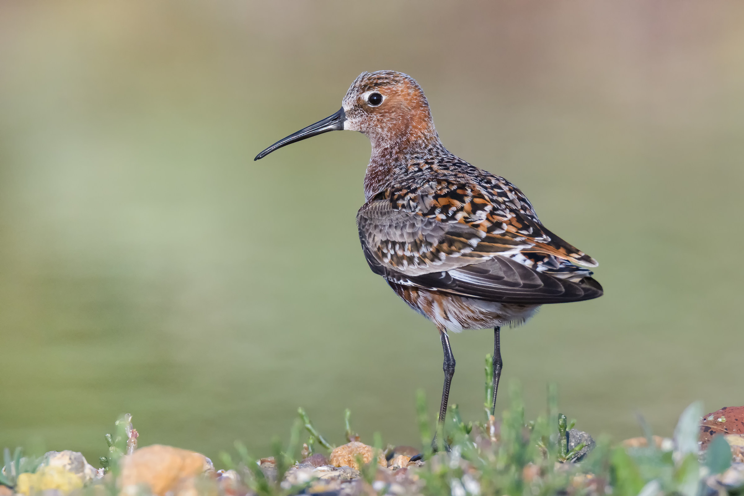 Gambecchio common in dress