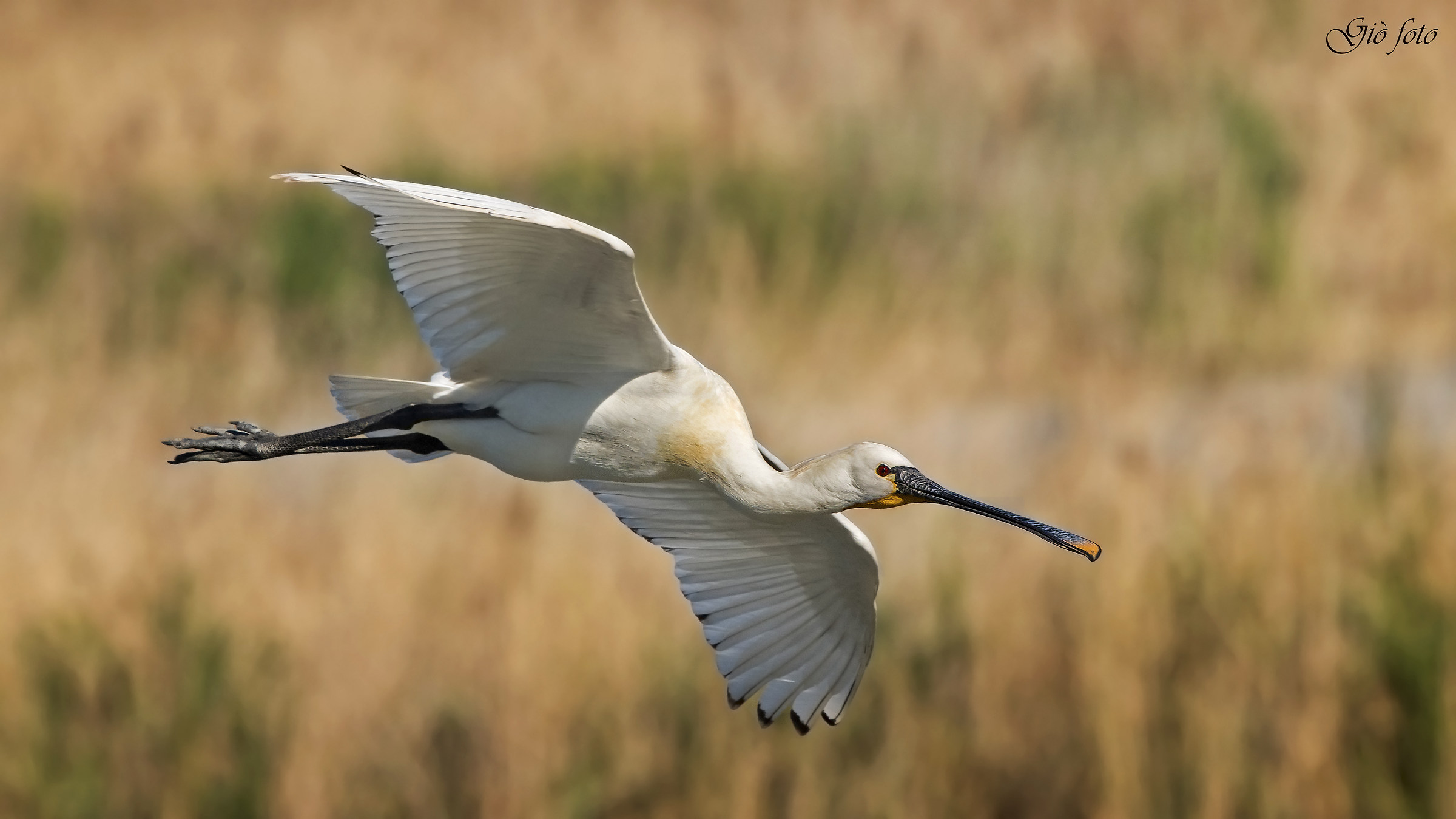 Spoonbill in flight