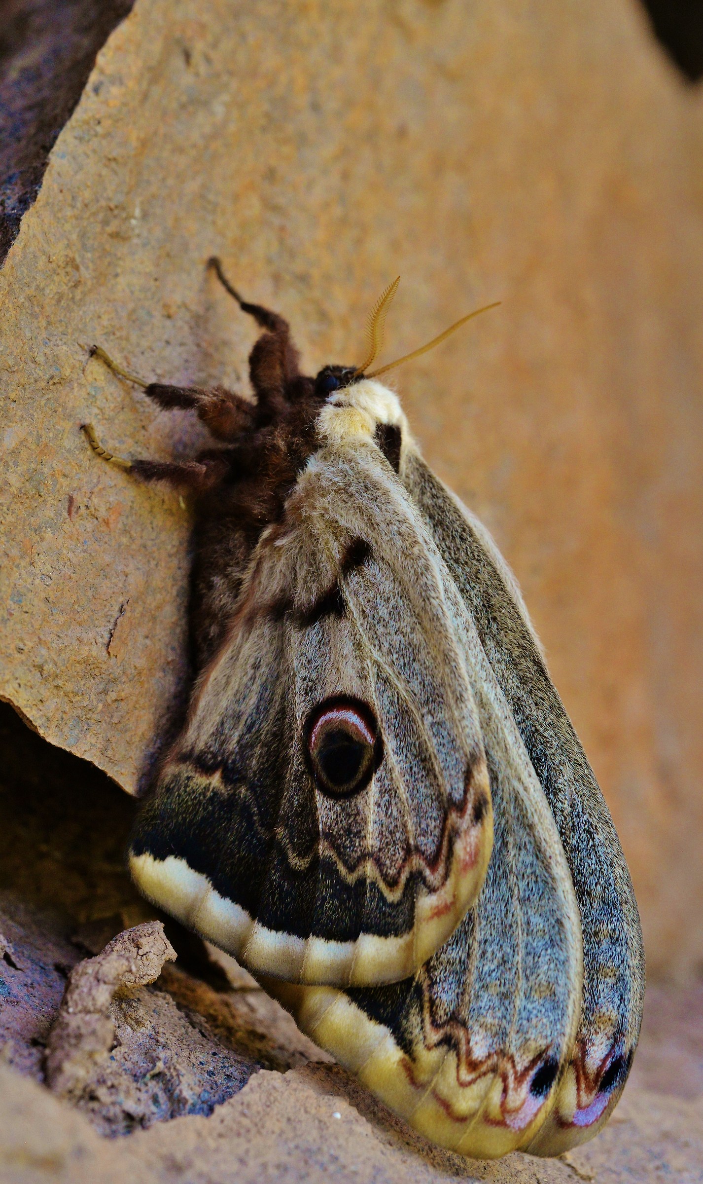 saturniidae lepidoptera