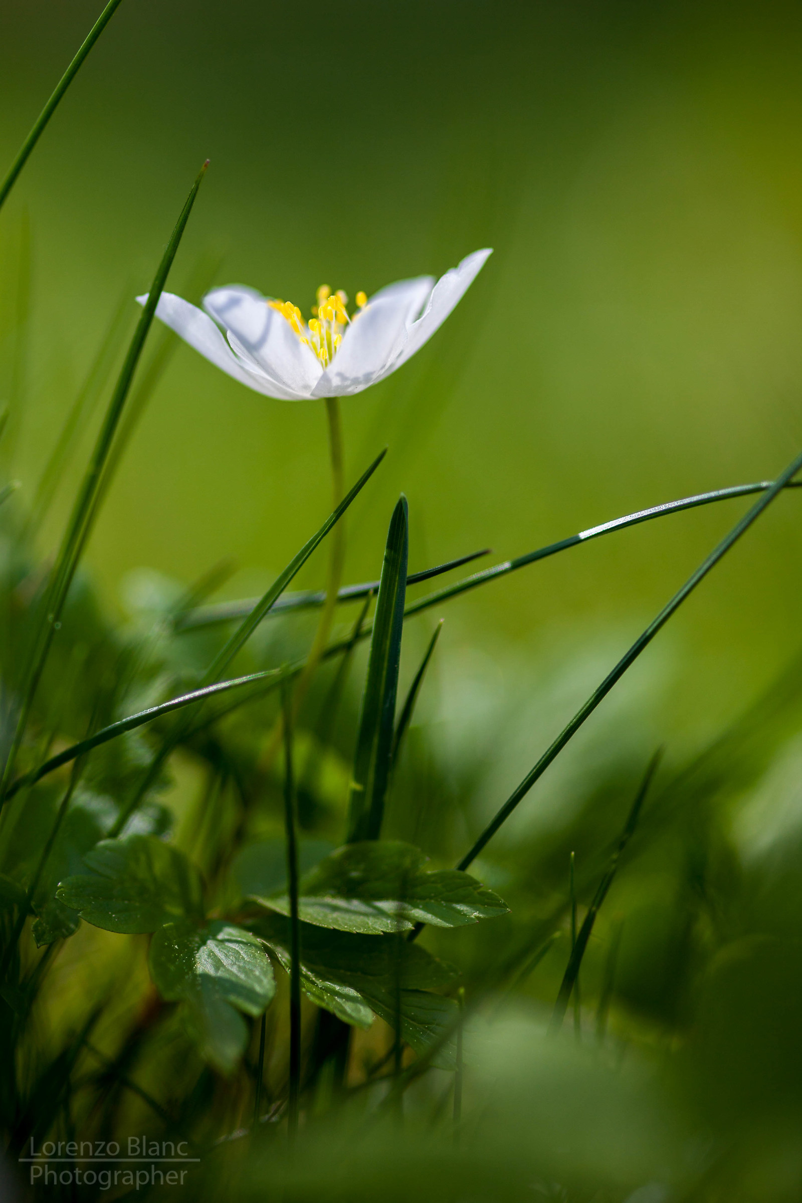 Mountain flowers
