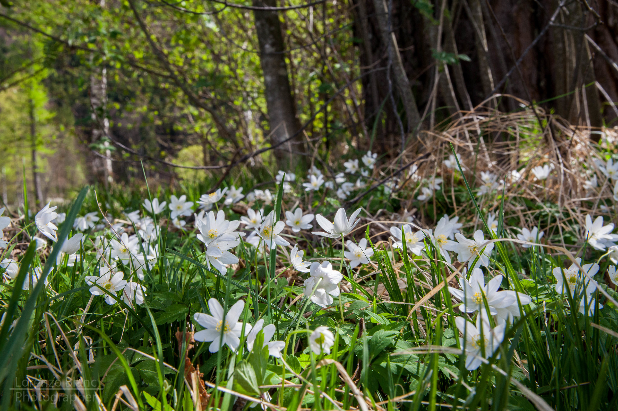 Carpet of flowers