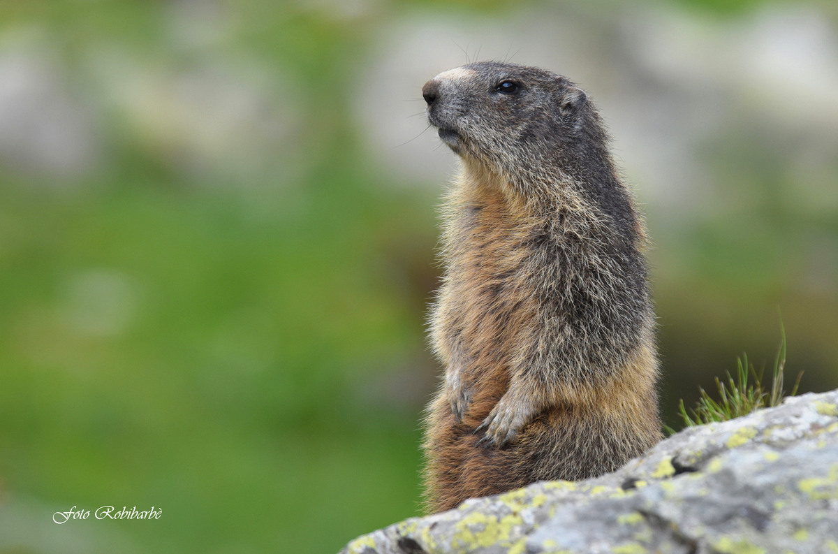 Marmotta...